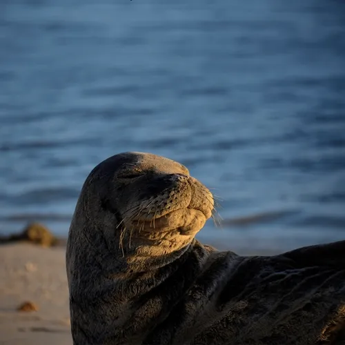 Seal The Memes
