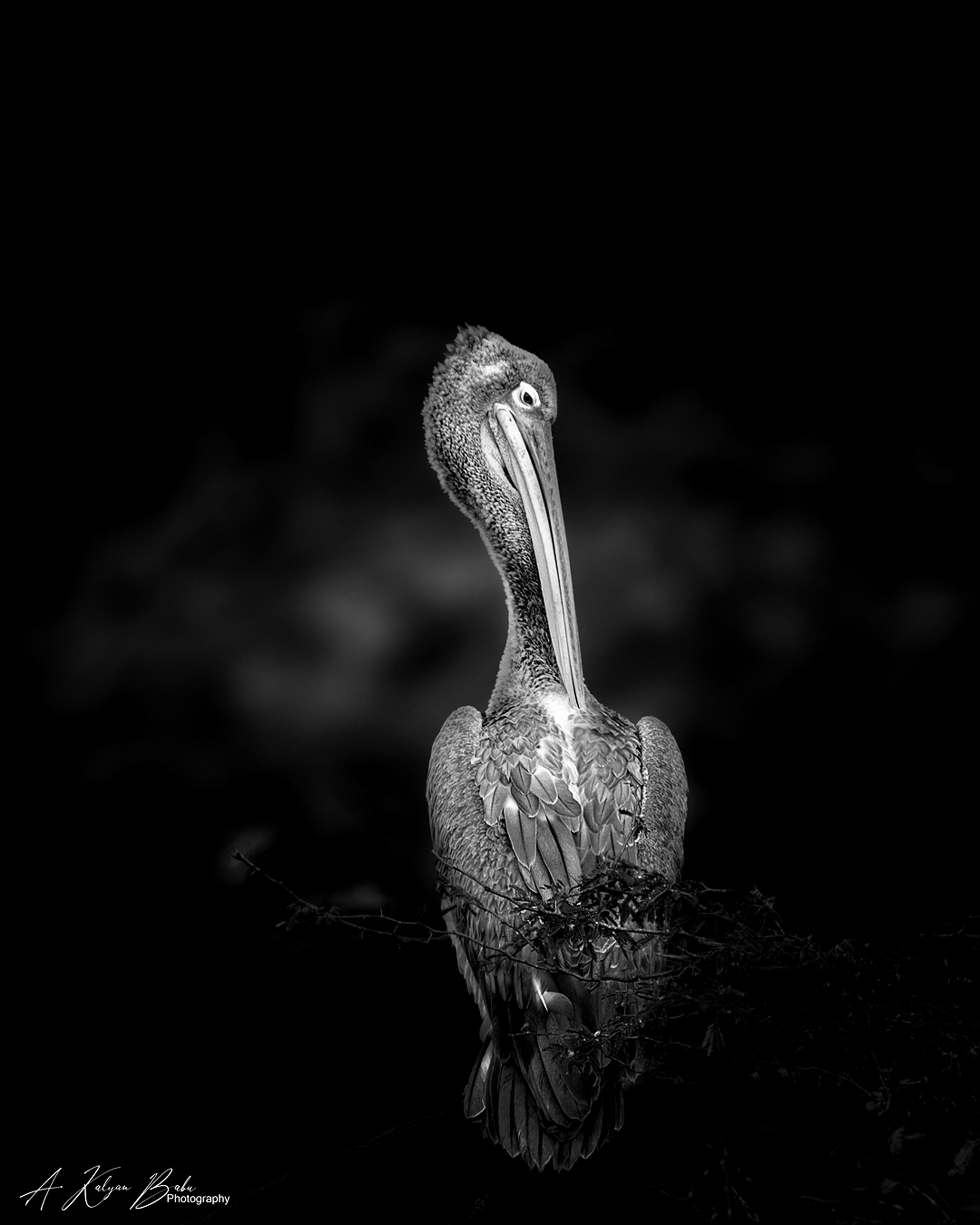 The Greyed One