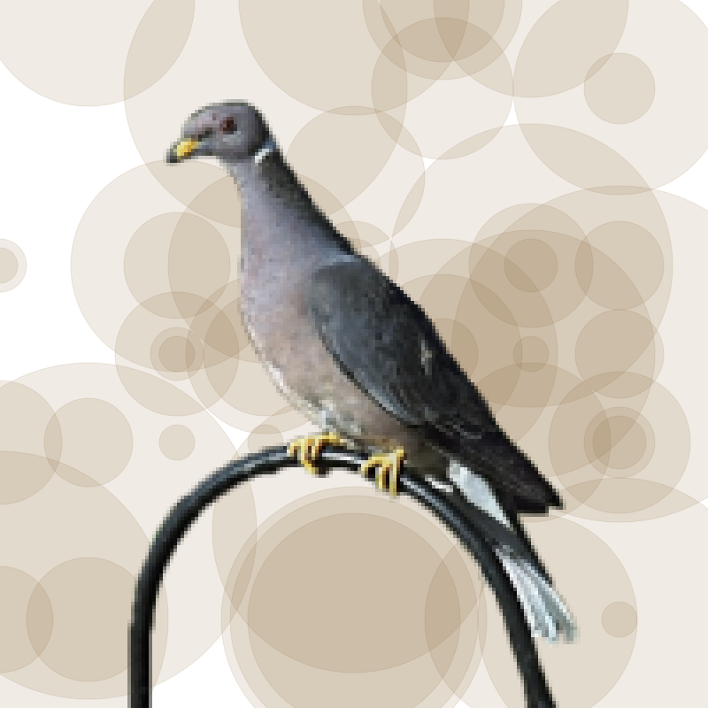 Seamorphus Pigeon #1