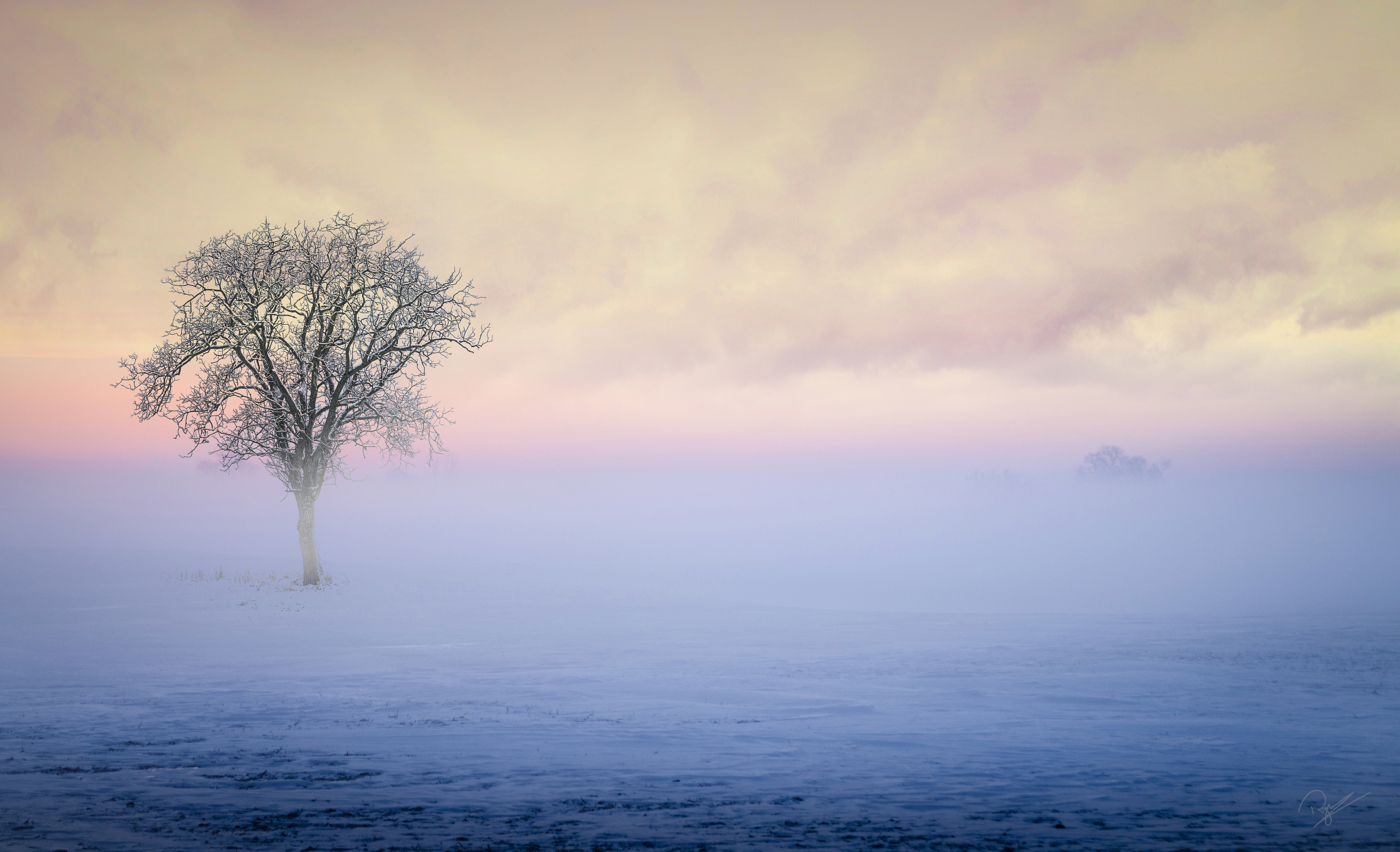 Lonely Tree