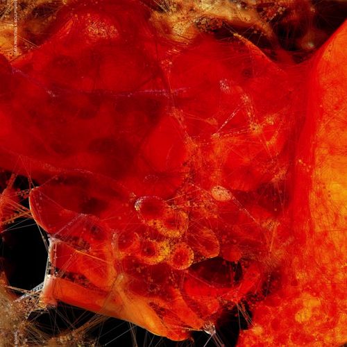 Machine Hallucinations — Coral — Resurgence