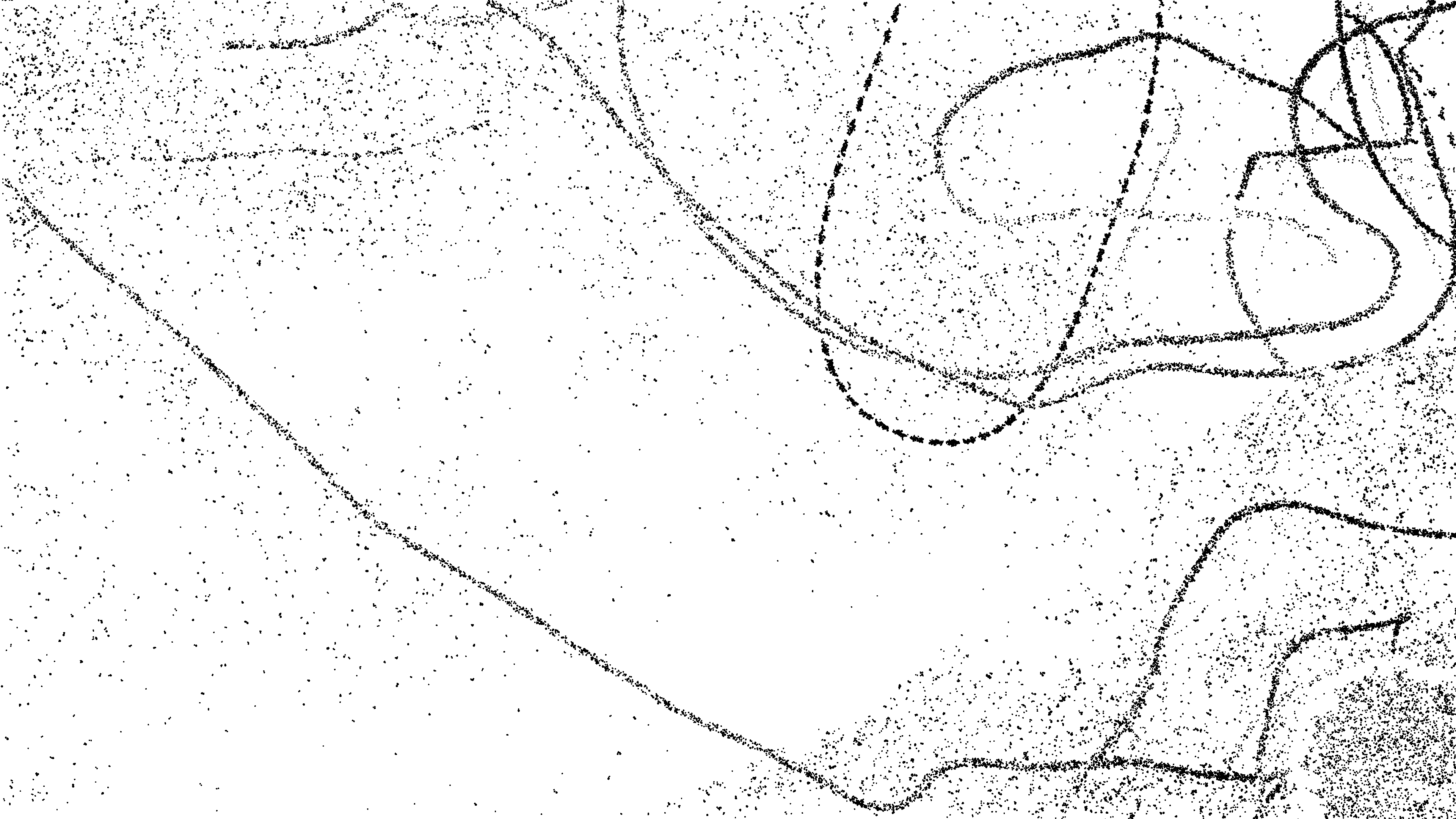 Bird trails