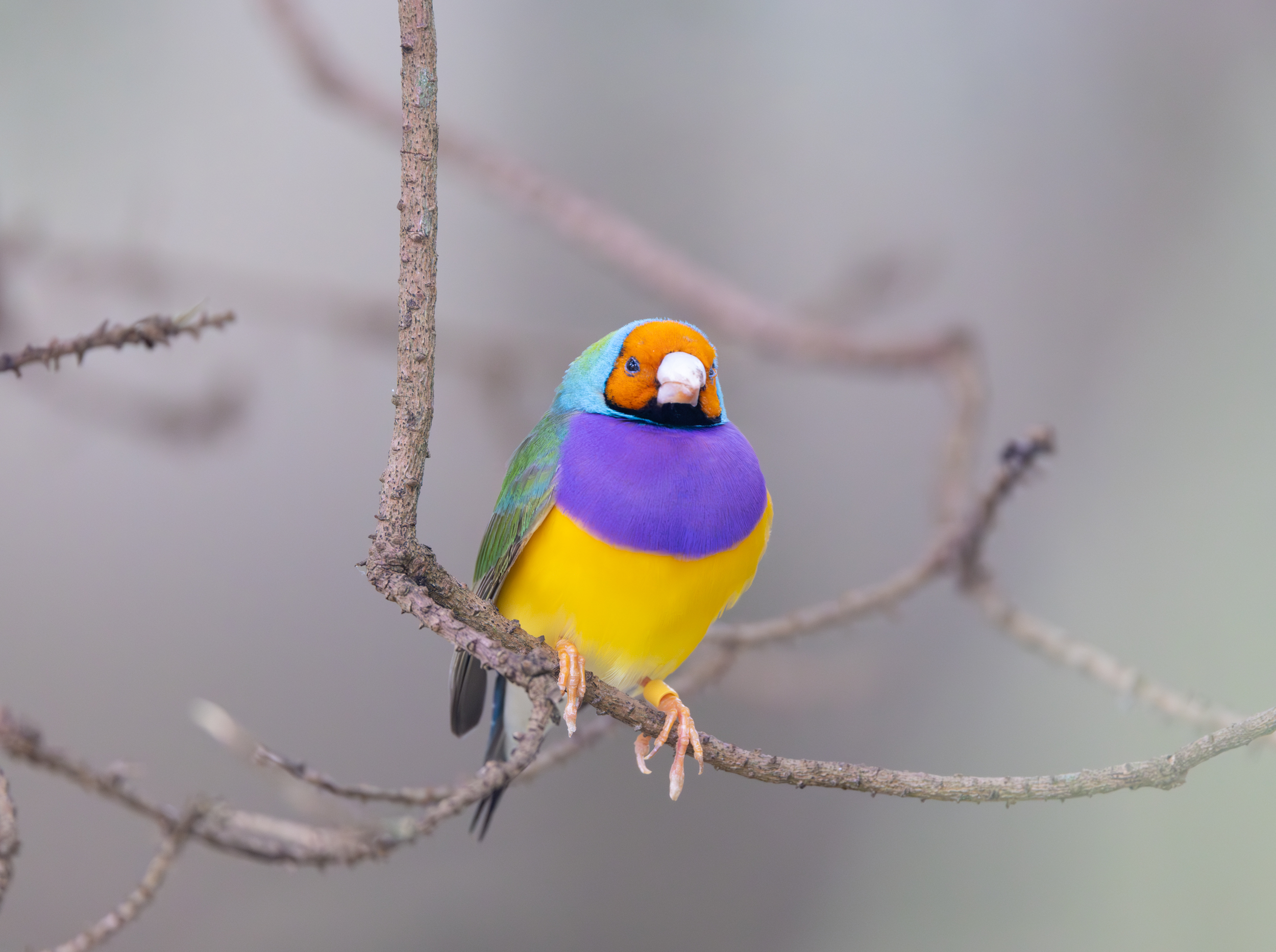 Pop of Nature