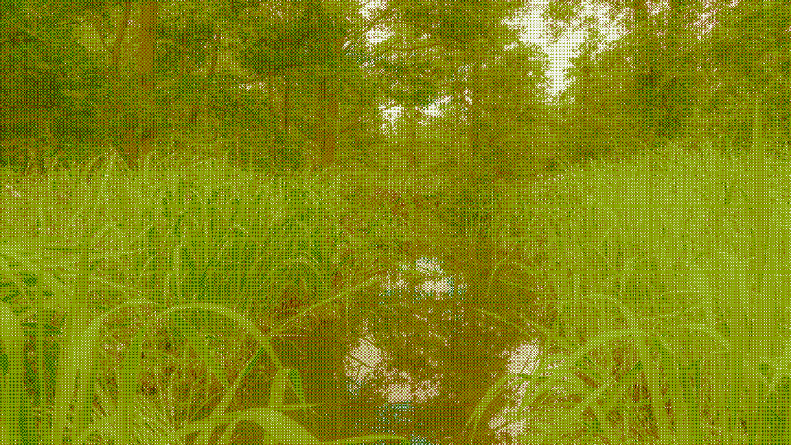 Among the Grass