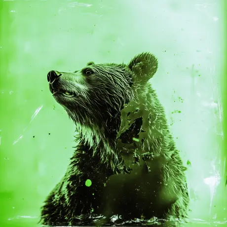 bear #3653