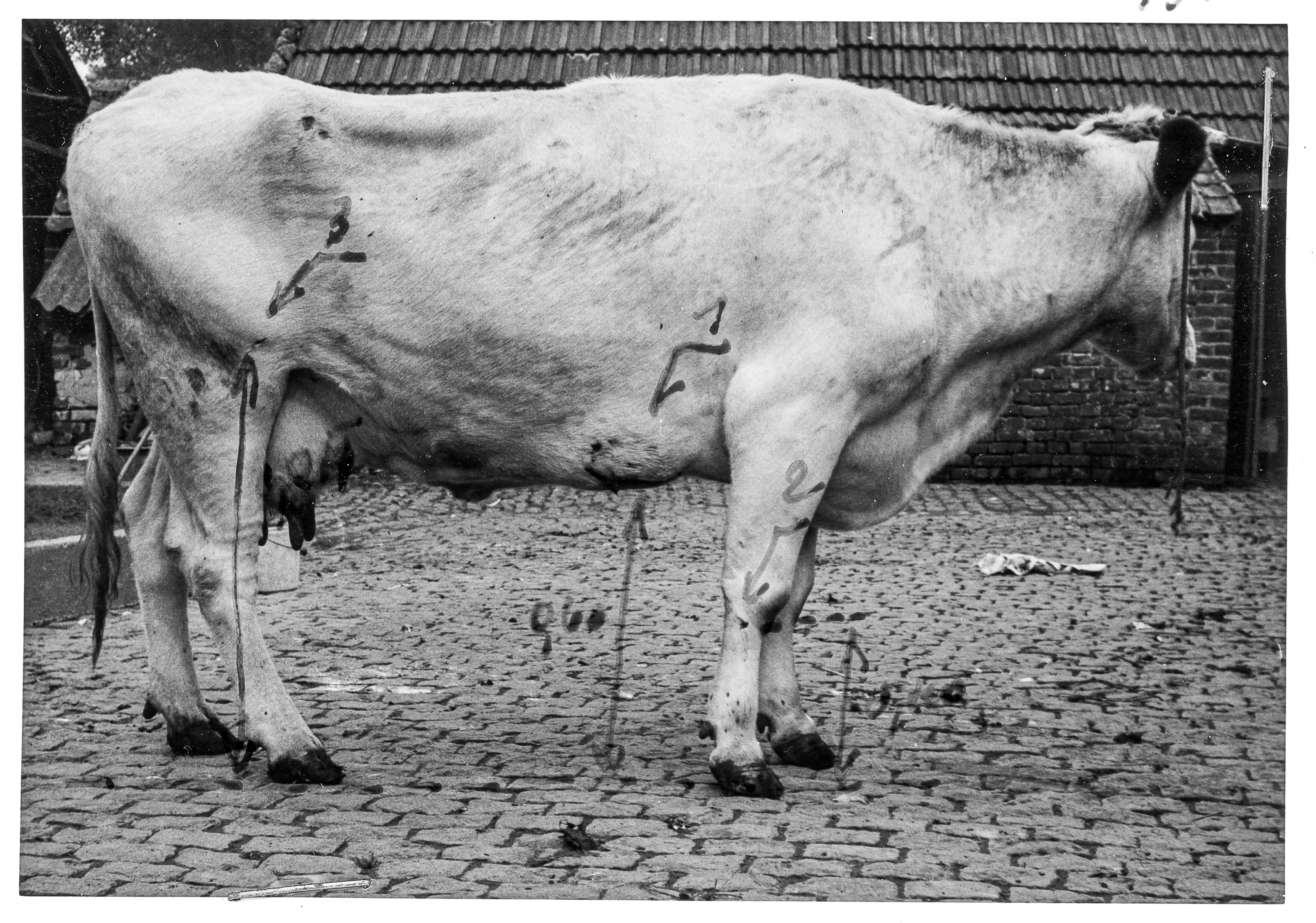 Cow - (c)auw