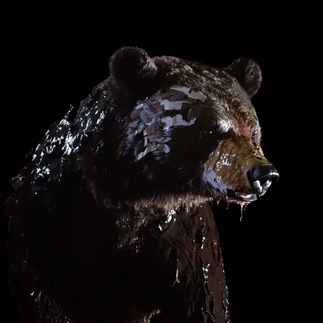 bear #3822