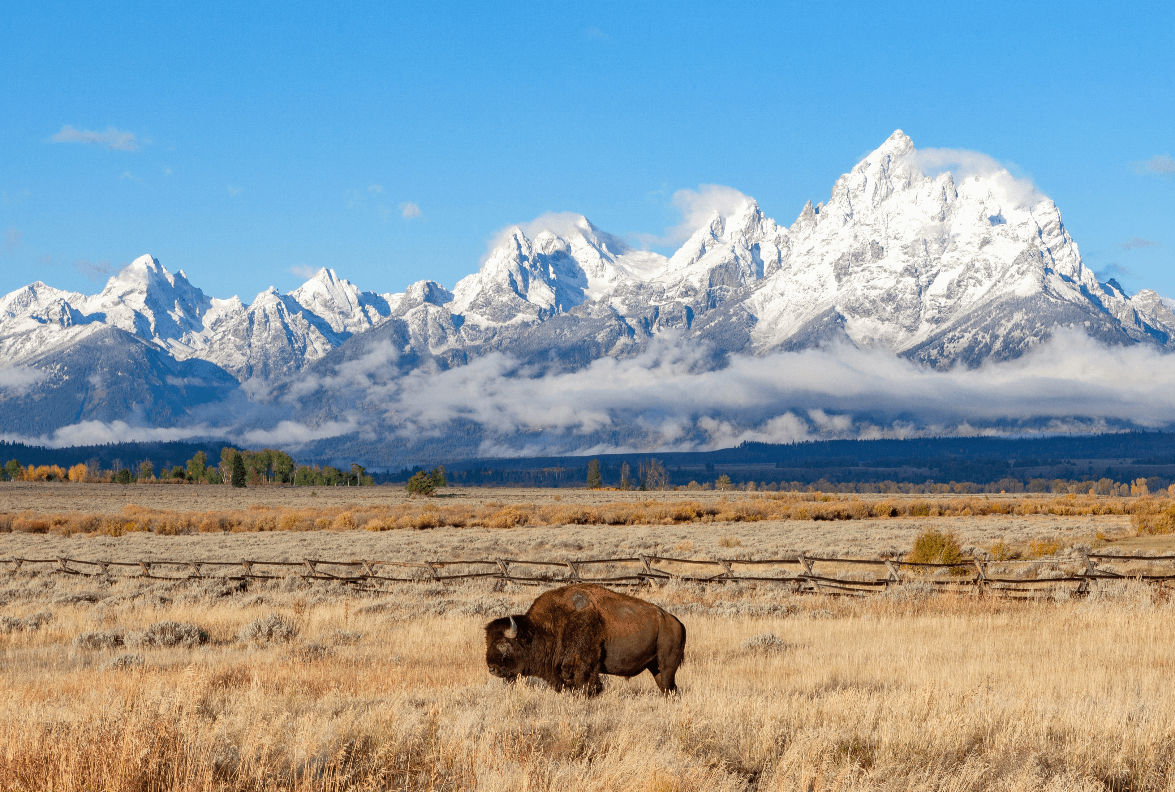 Balance #10 Bison