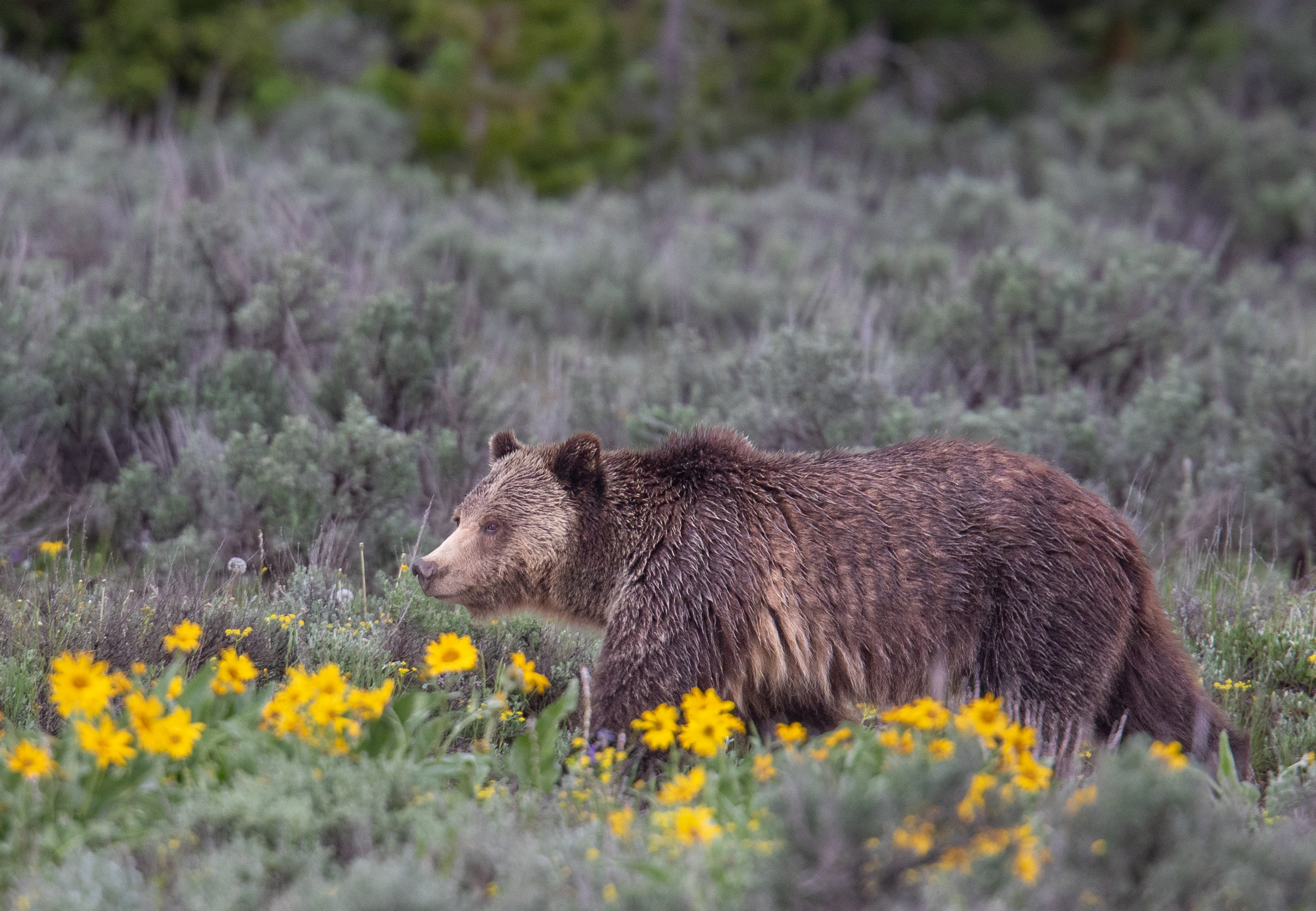 Bear Market