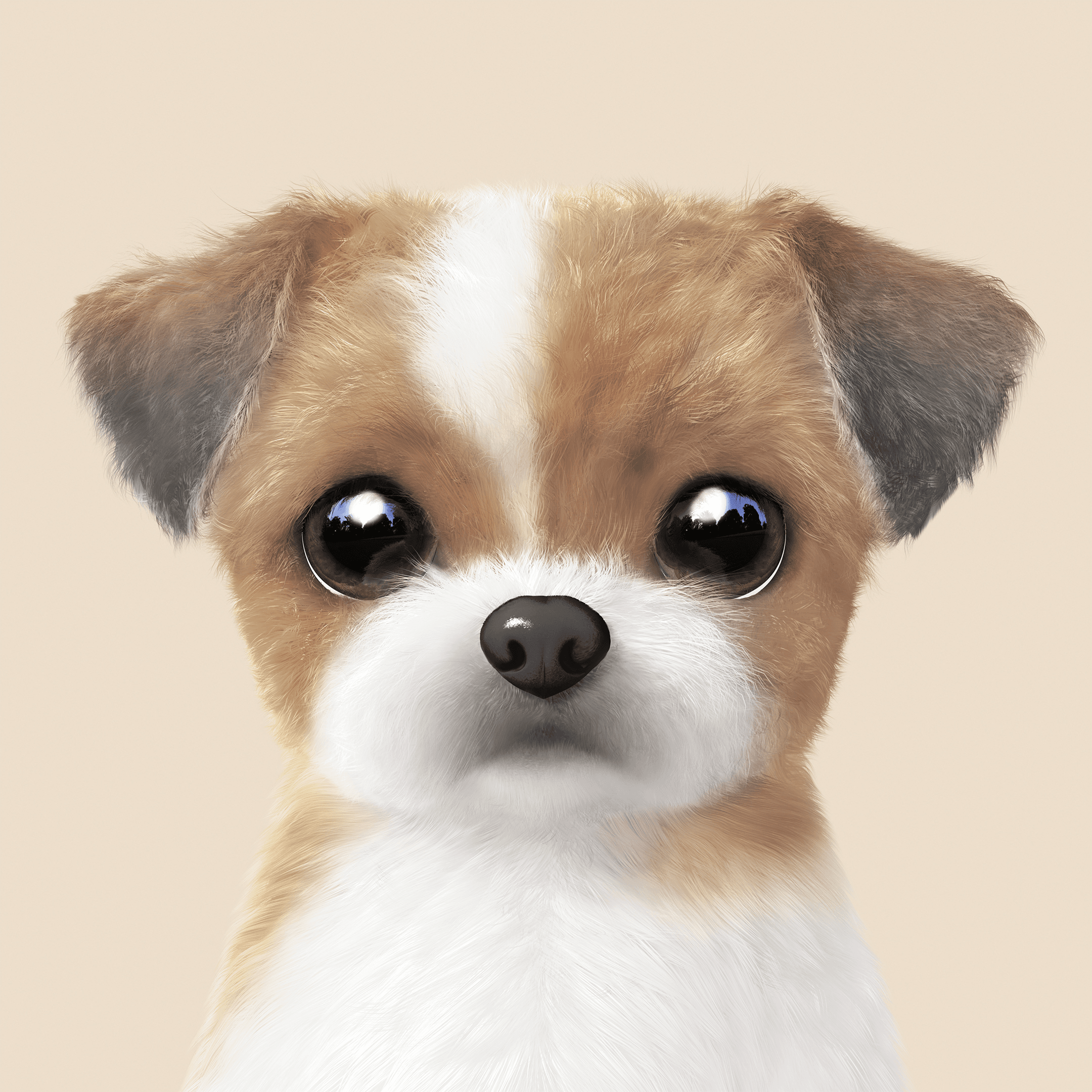 #441 Peace the Shih Tzu
