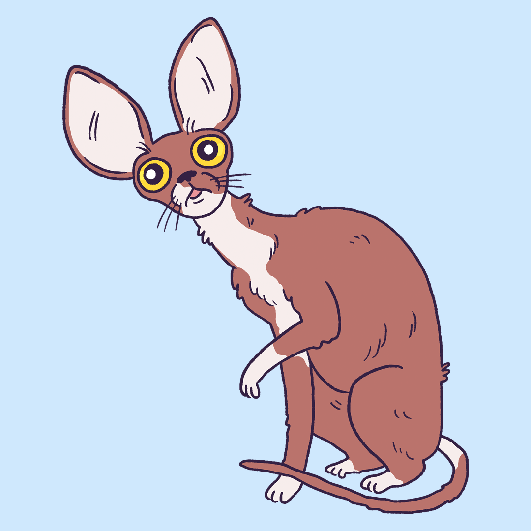 Cornish Rex #1932