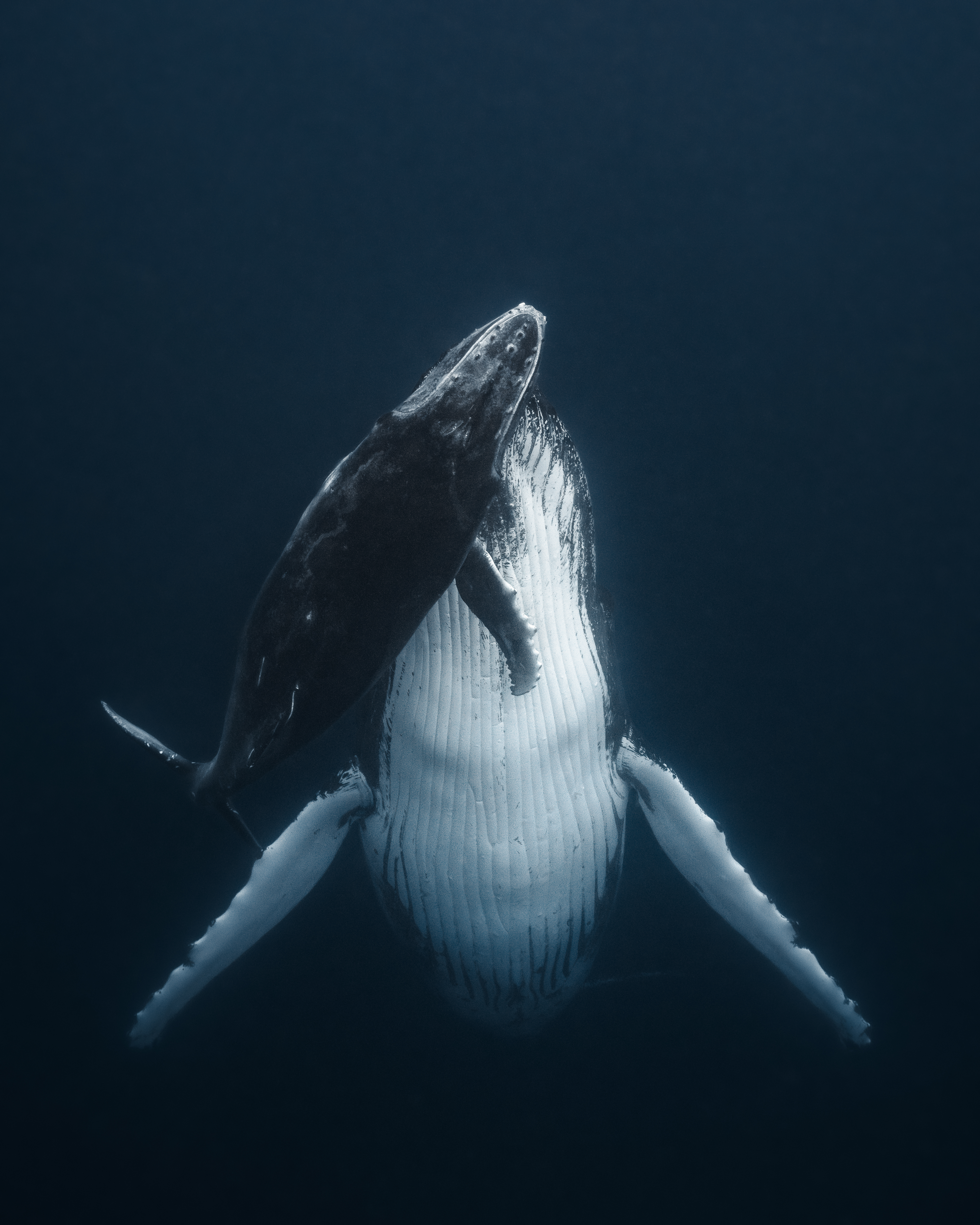 Legacy of the Deep
