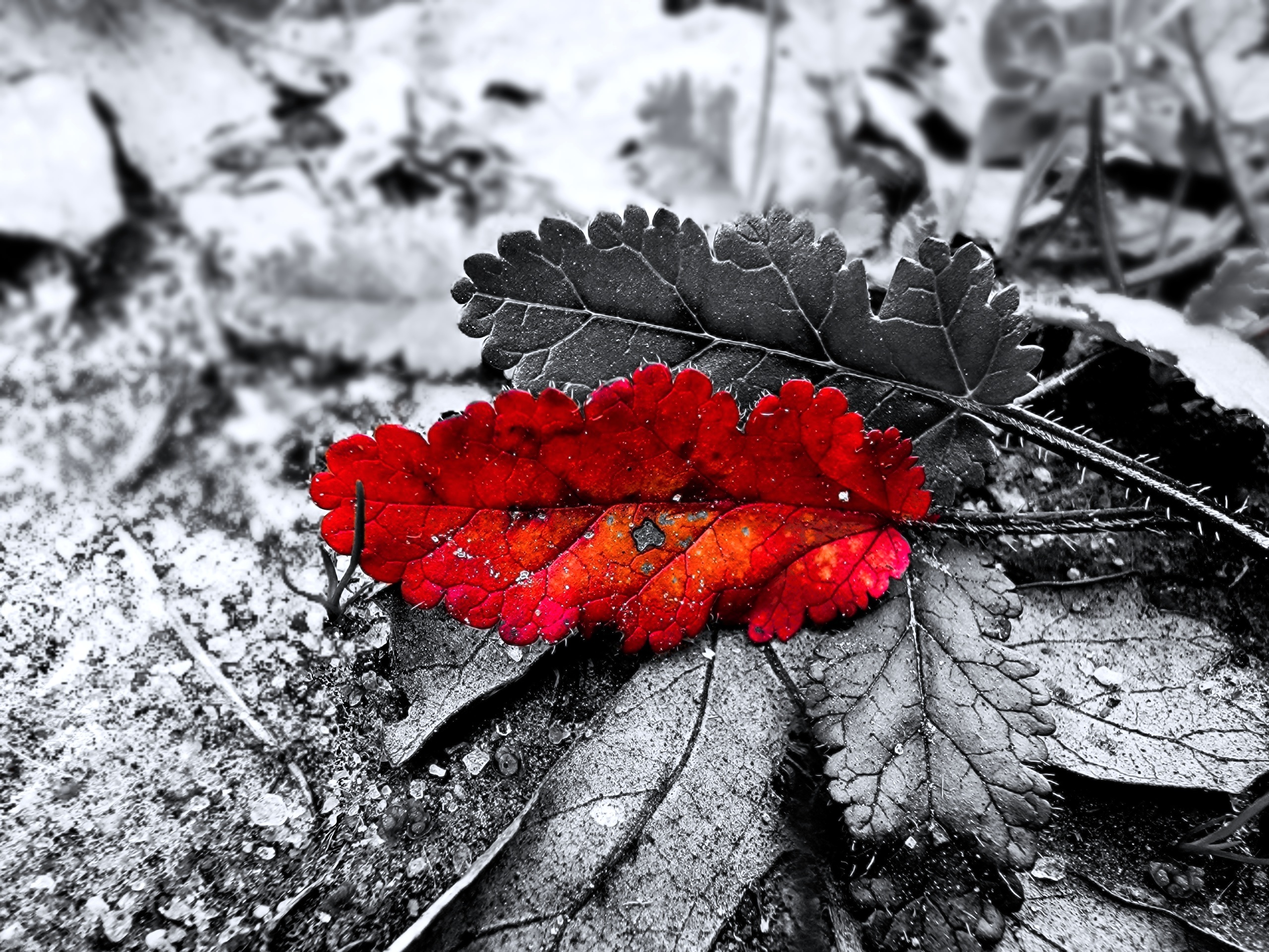 Crimson Lips