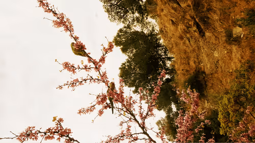 Birds