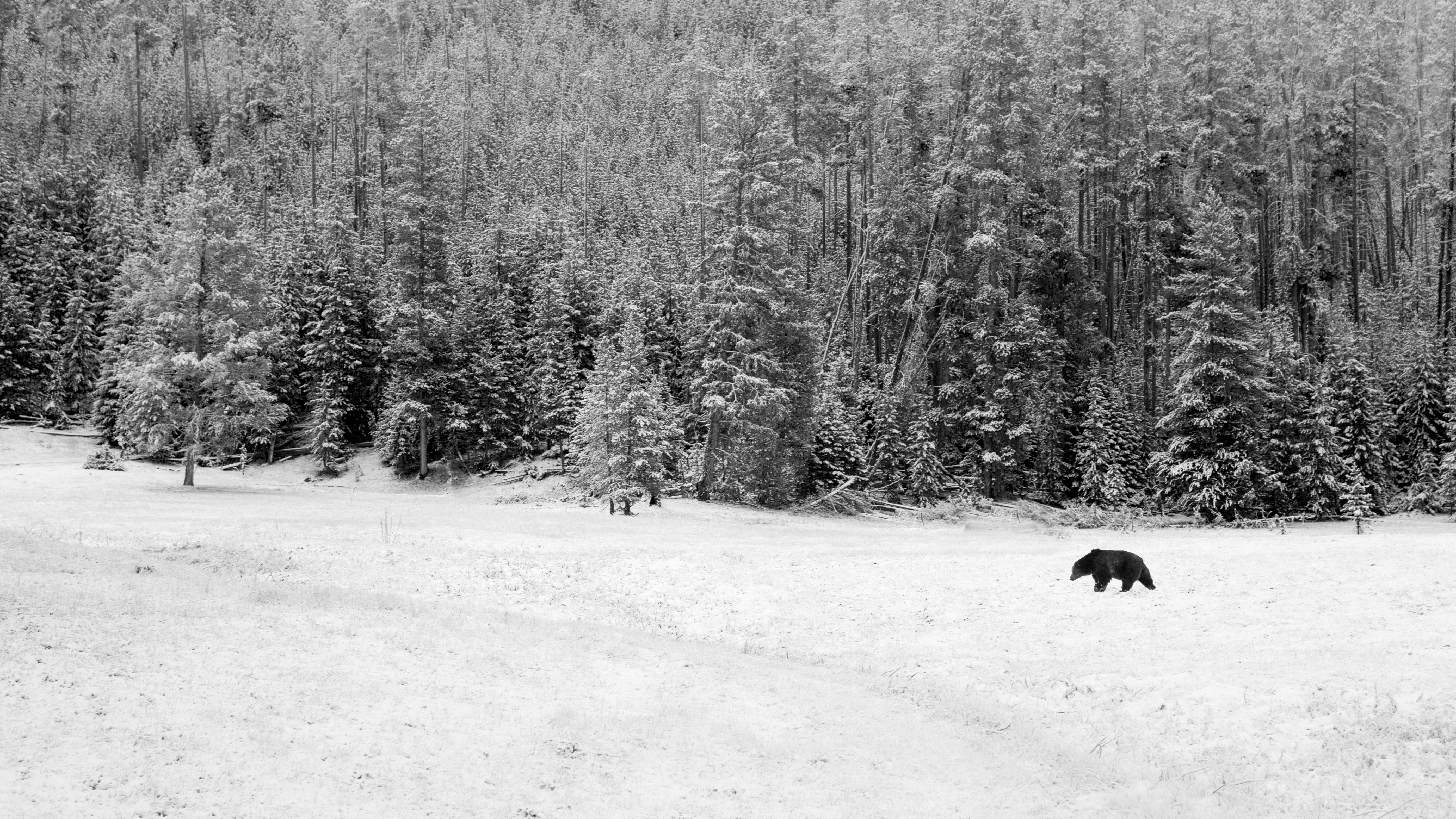 Beneath the Cathedral Pines 