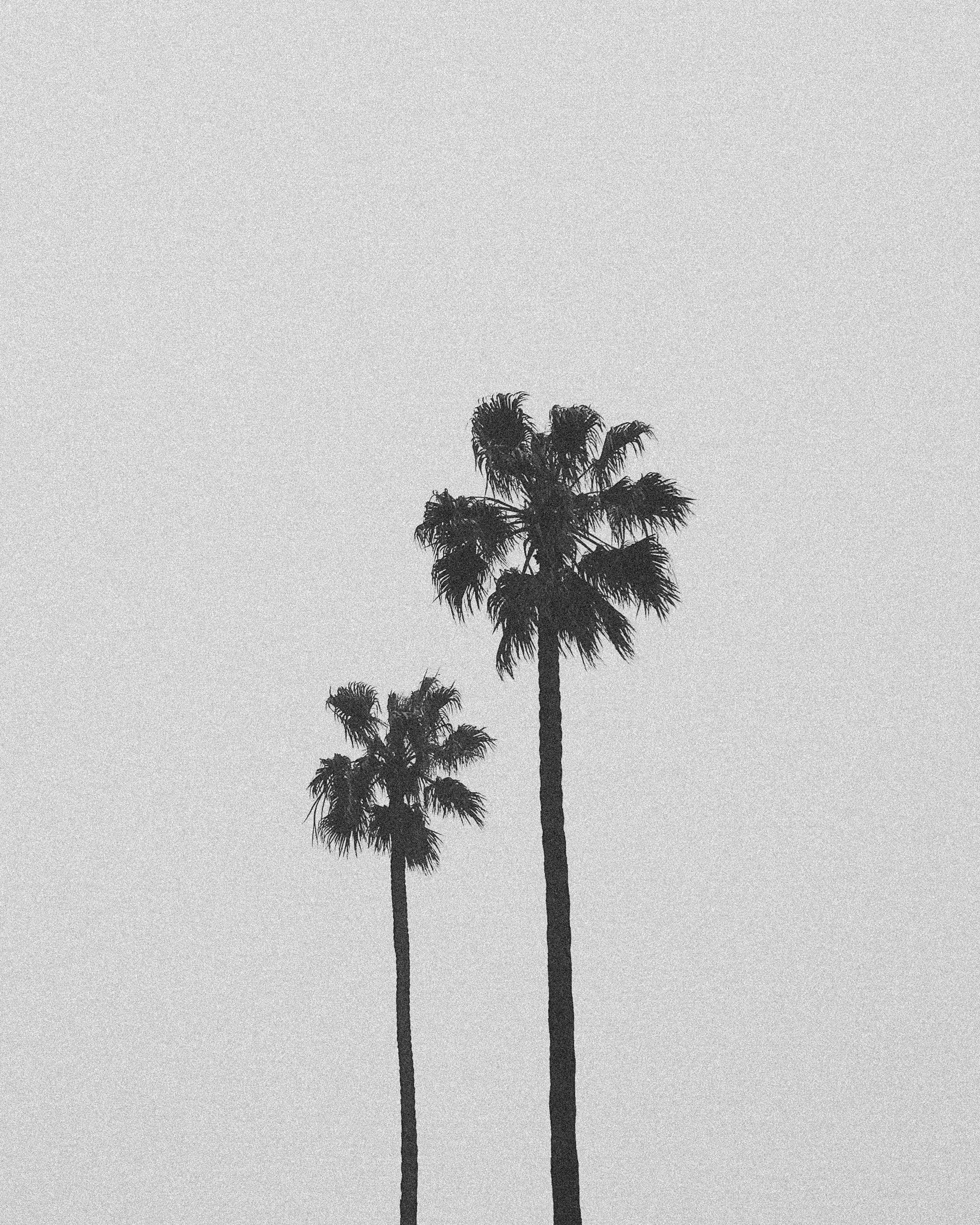 Twin Palms