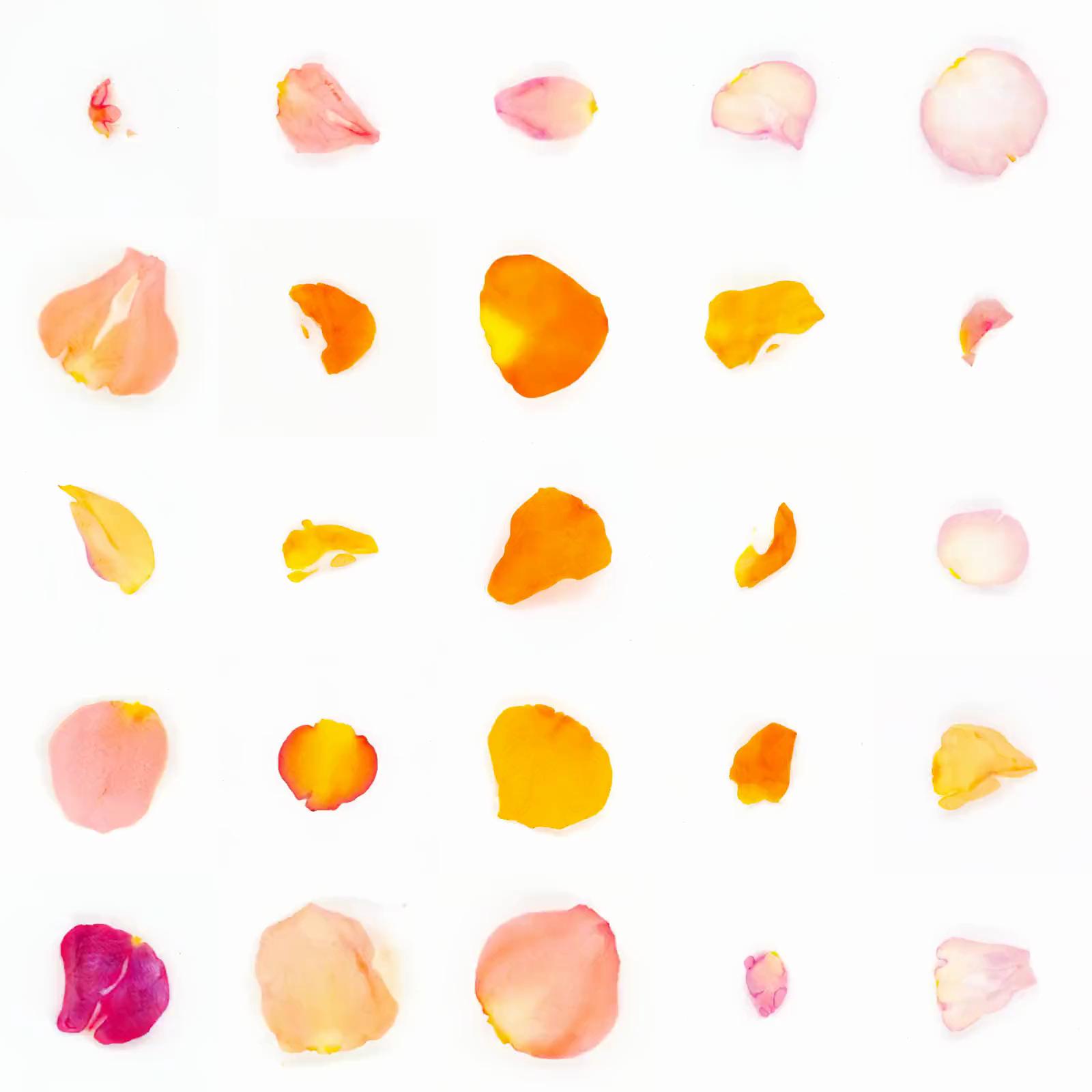 Infinite Petals 5x5#21434