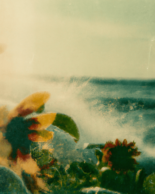 Tsunflower Chaos #193