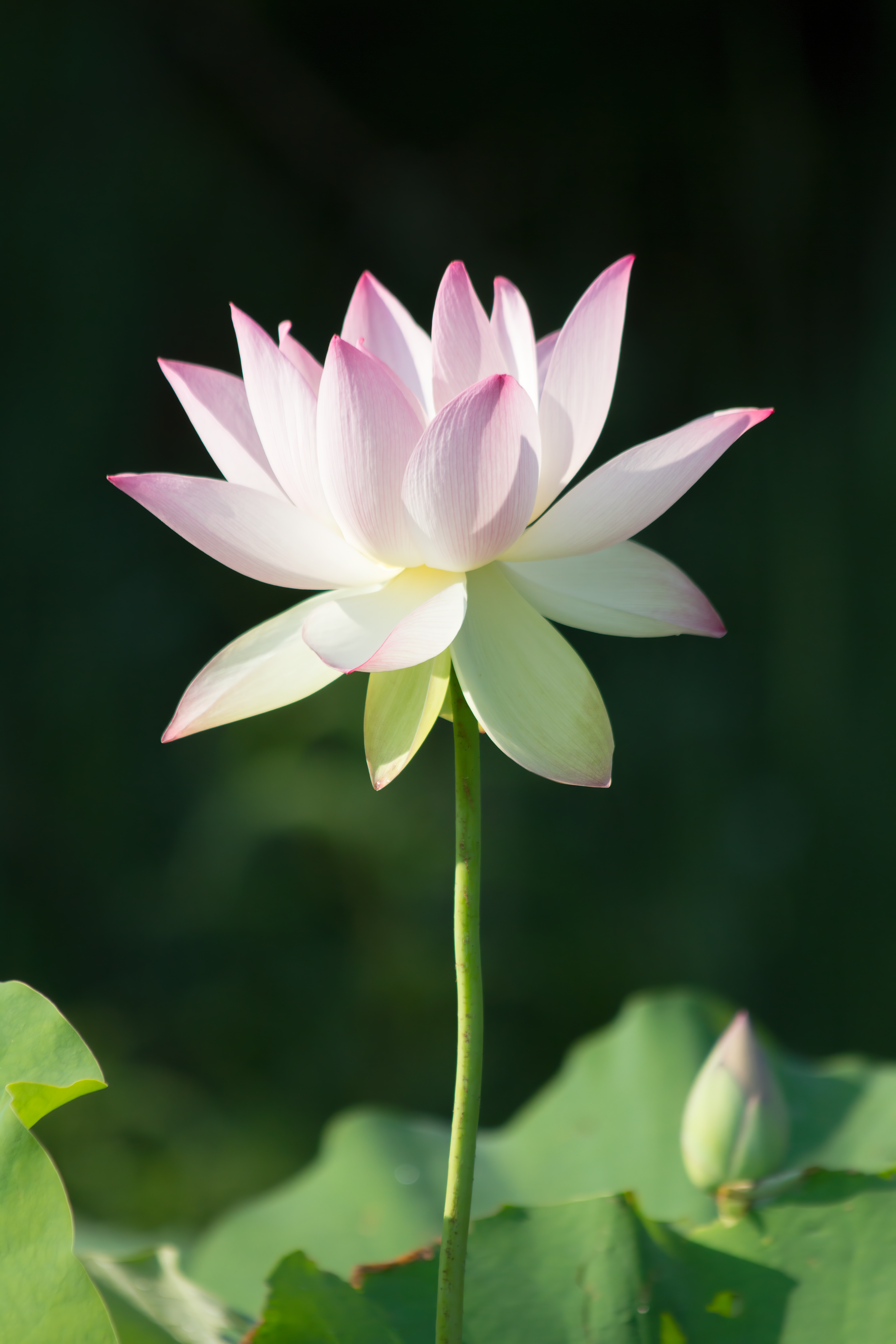 Lotus #1
