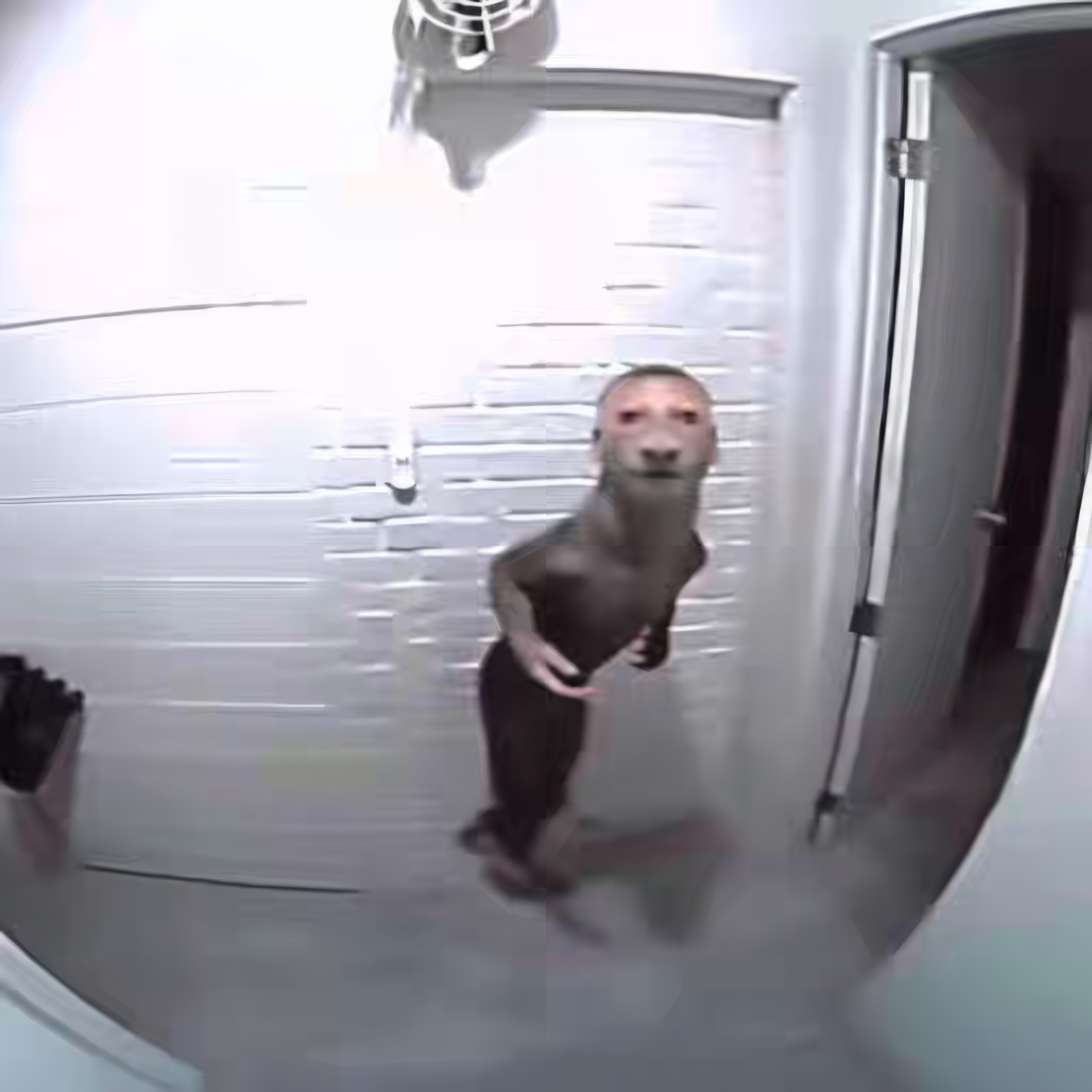 Hallway-Homunculus