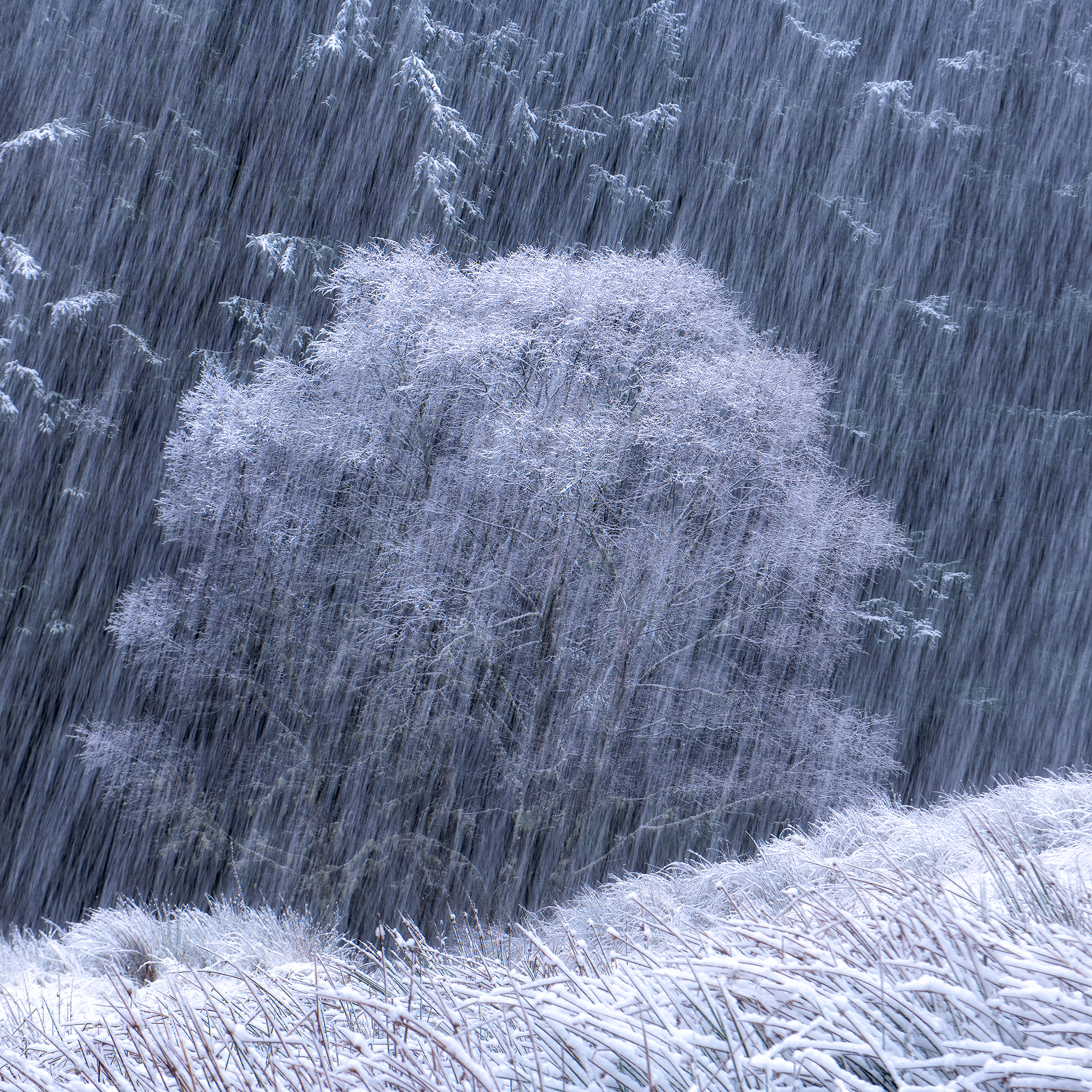 The heart of winter - 1/10