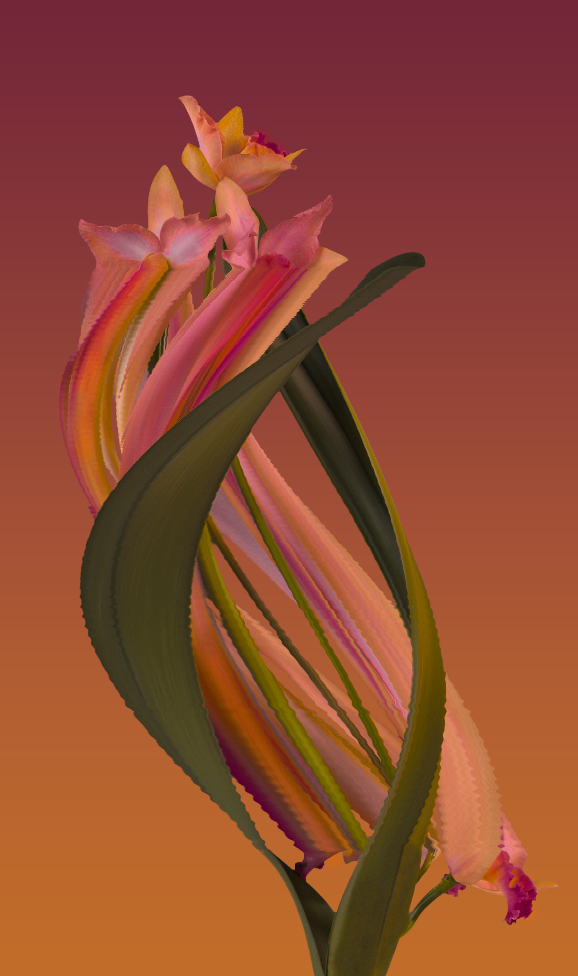 Orchid, still