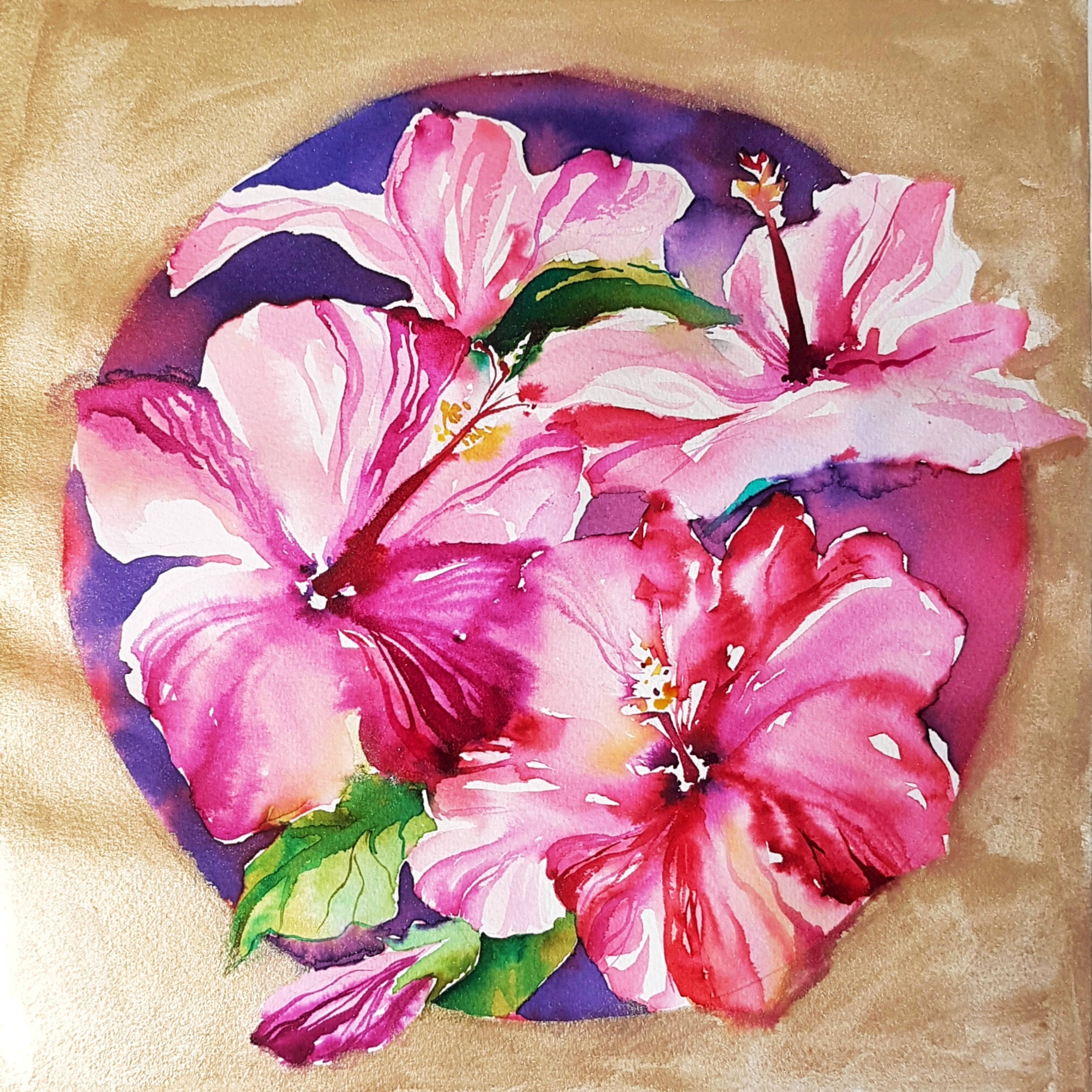 Hibiscus