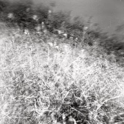 Wind Blown (1/5) 