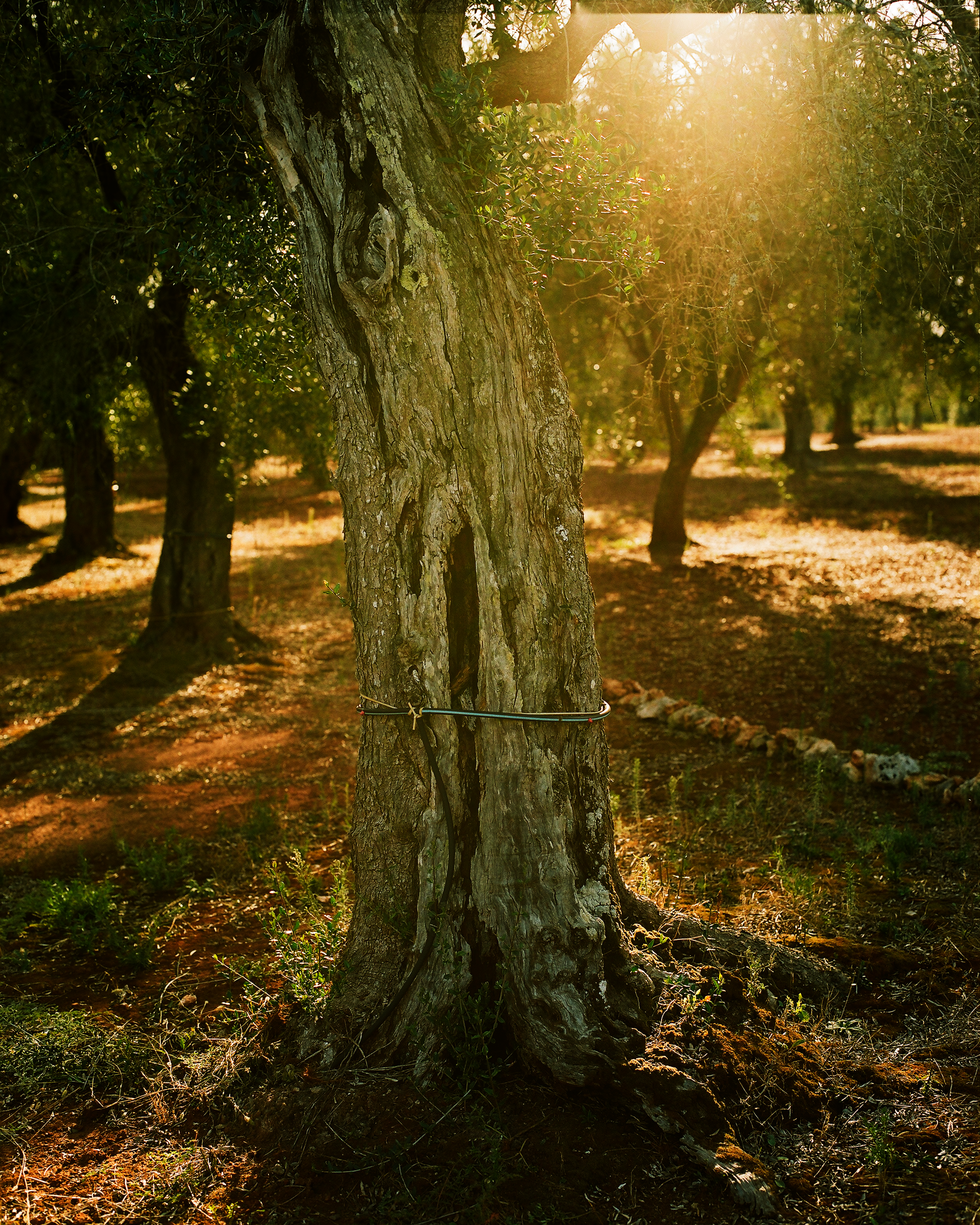 #28 - Puglia - Emma Hardy