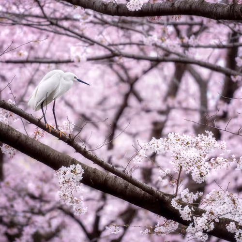 Hanami〜花見〜