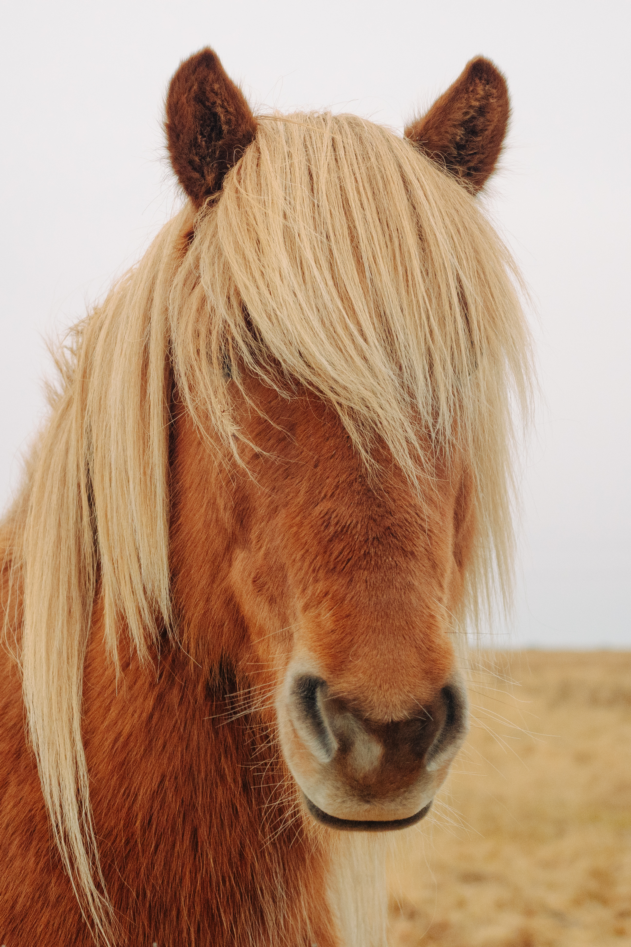Pretty Pony