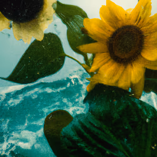 Tsunflower Chaos #214