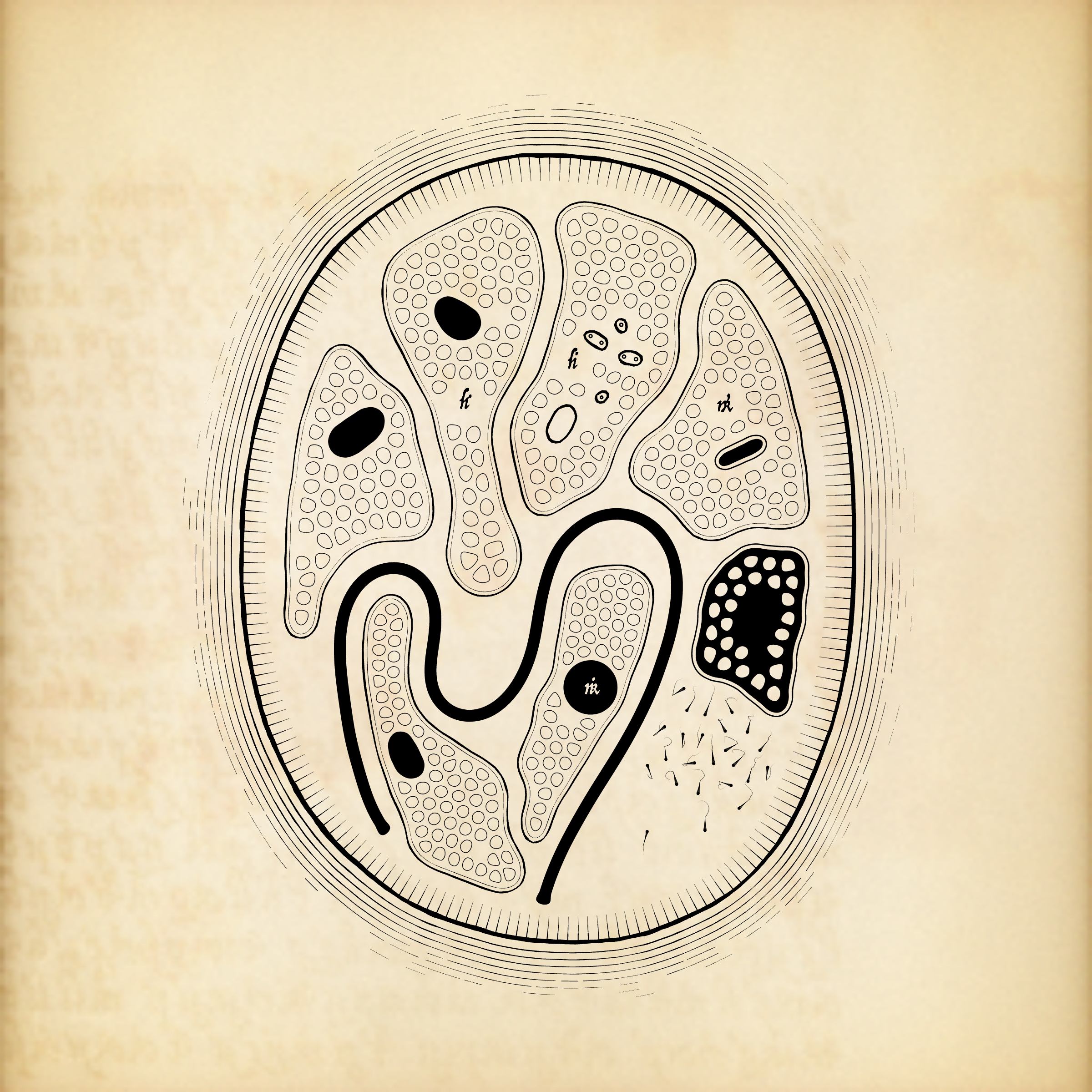 Cytographia #412