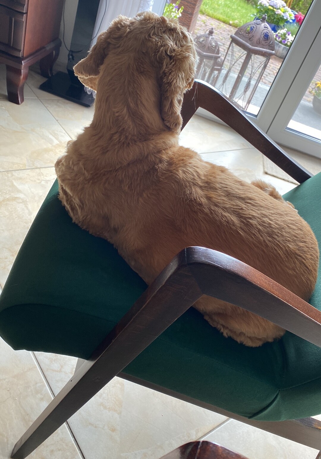 Dog