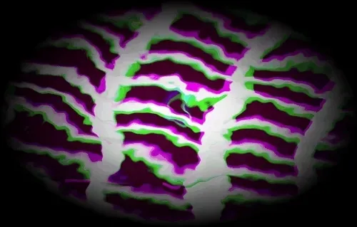 PARTICLE #2