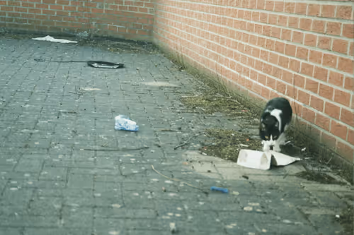 Gizmo and the garbage