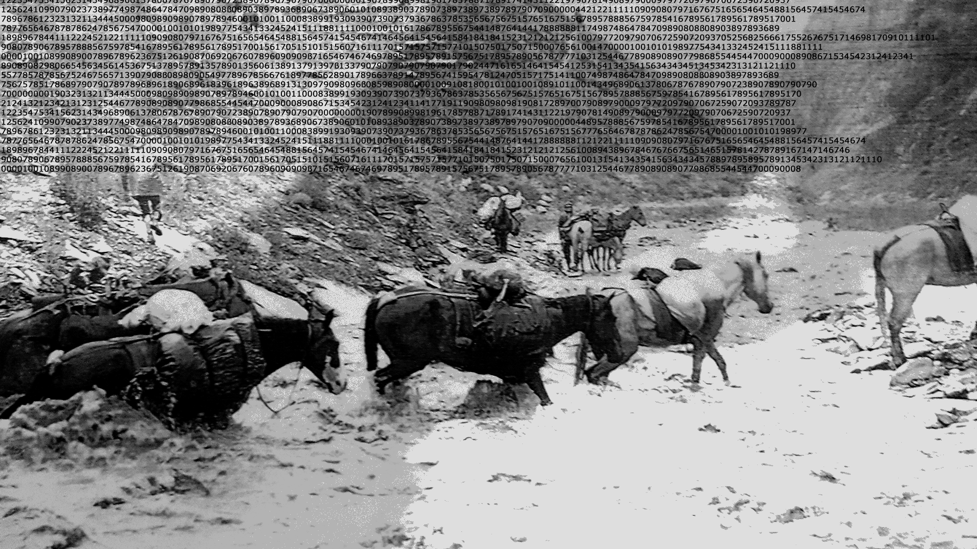 Horses crossing the Alazani
