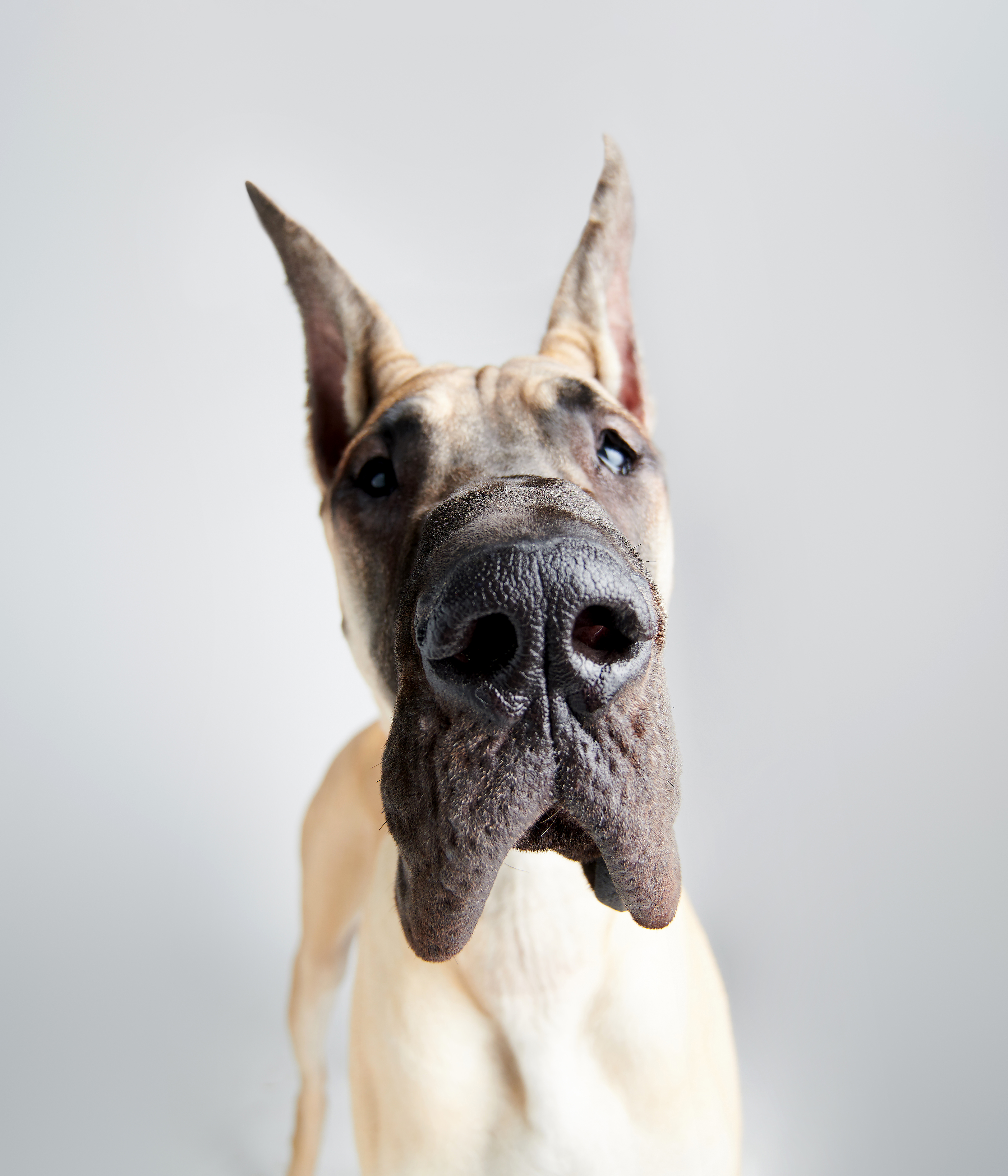 Great Dane #DA068