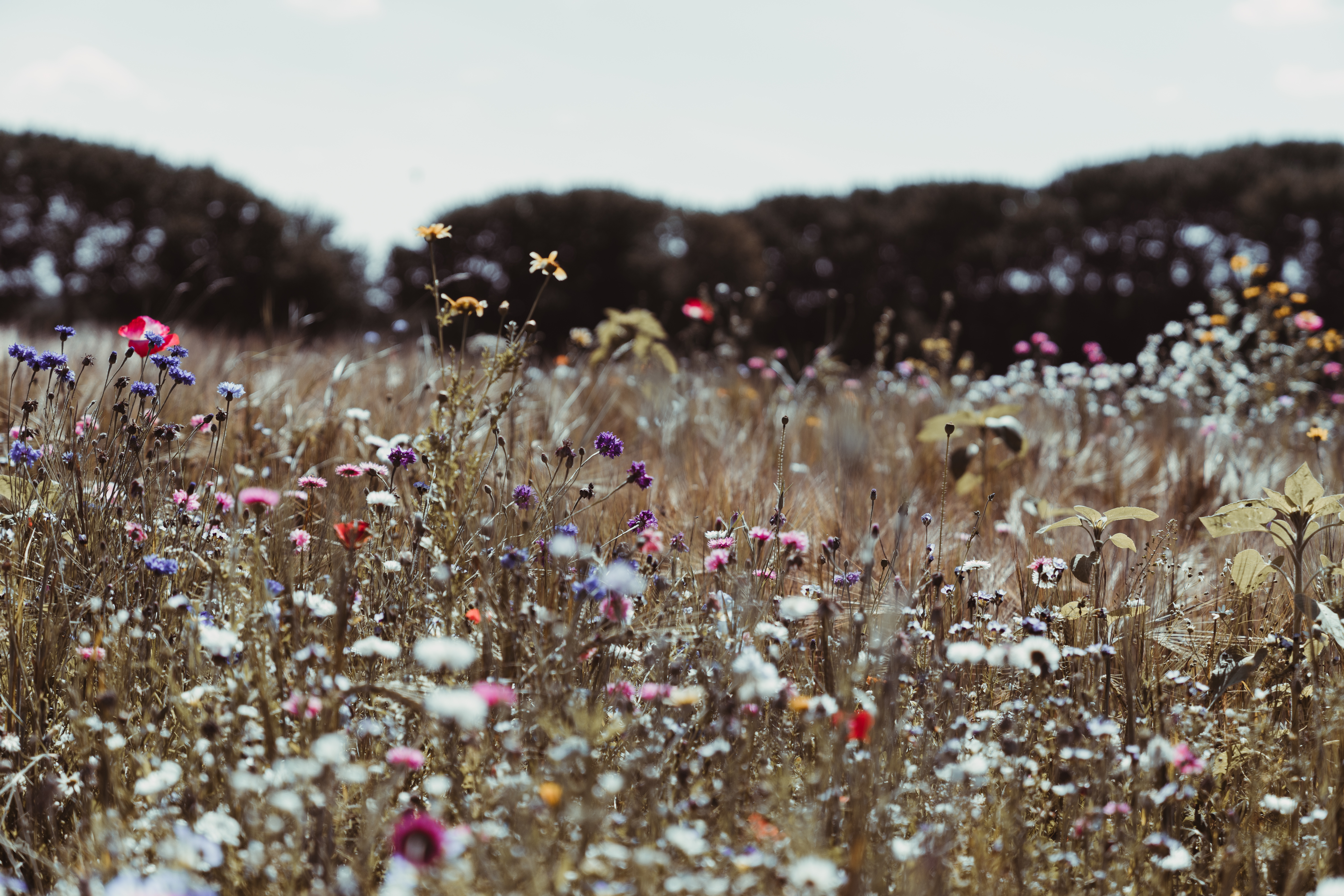 Summer Dreams #11/11