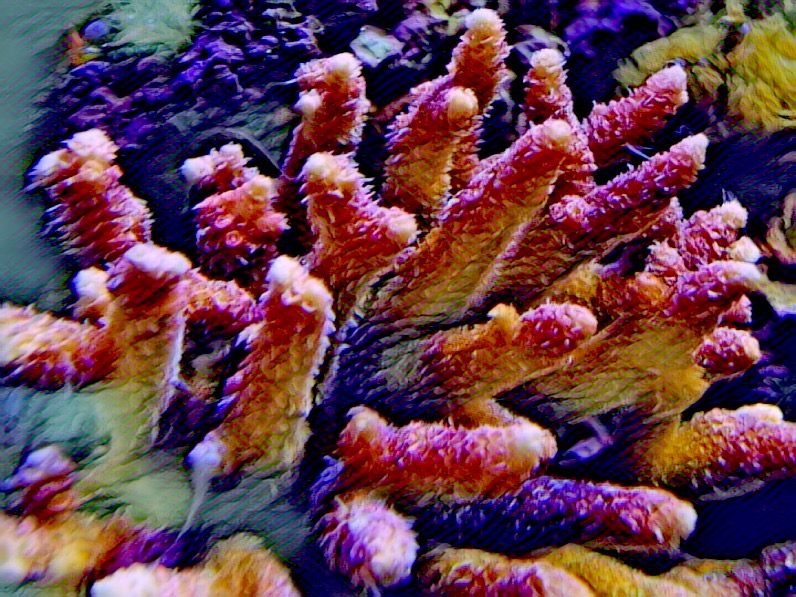 Pink Acropora Millepora