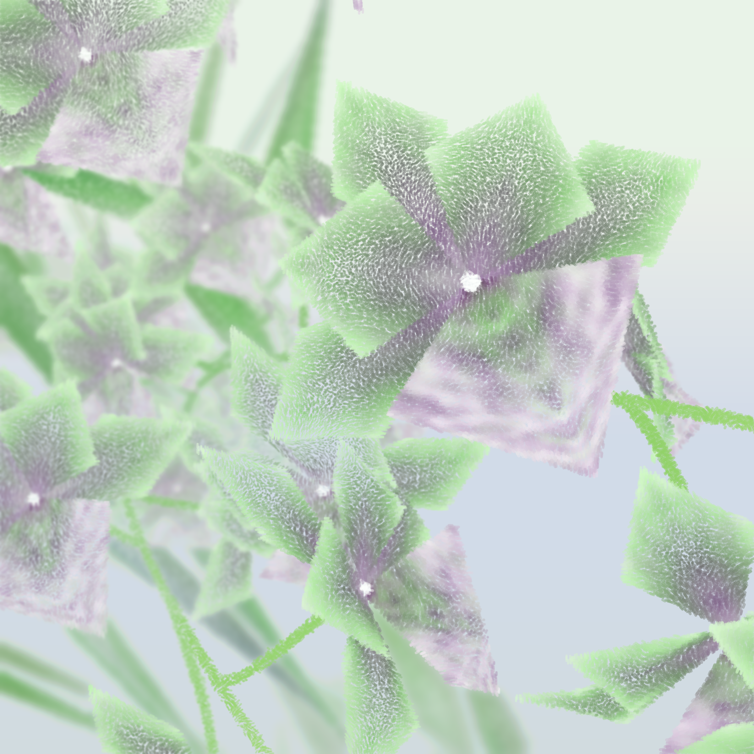 Cattleya #81
