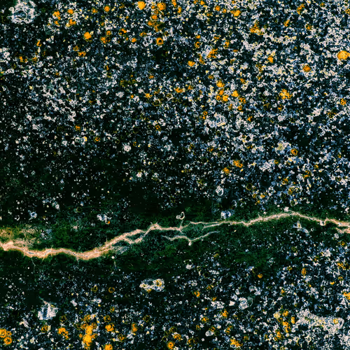 #14 Green Gold Algae