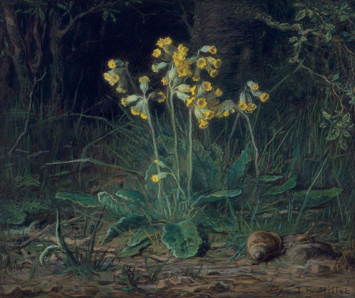 Primroses