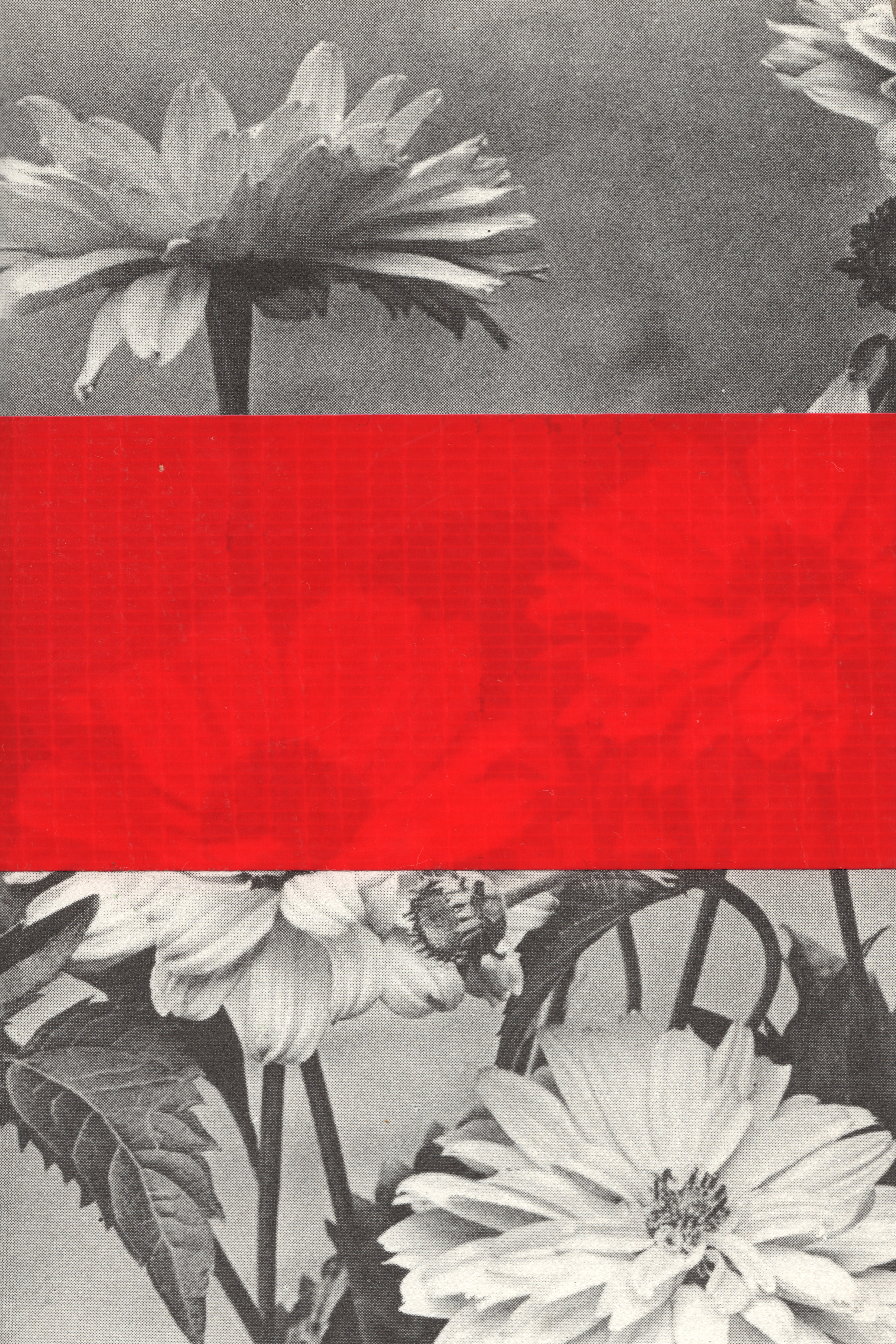 Red Flowers.