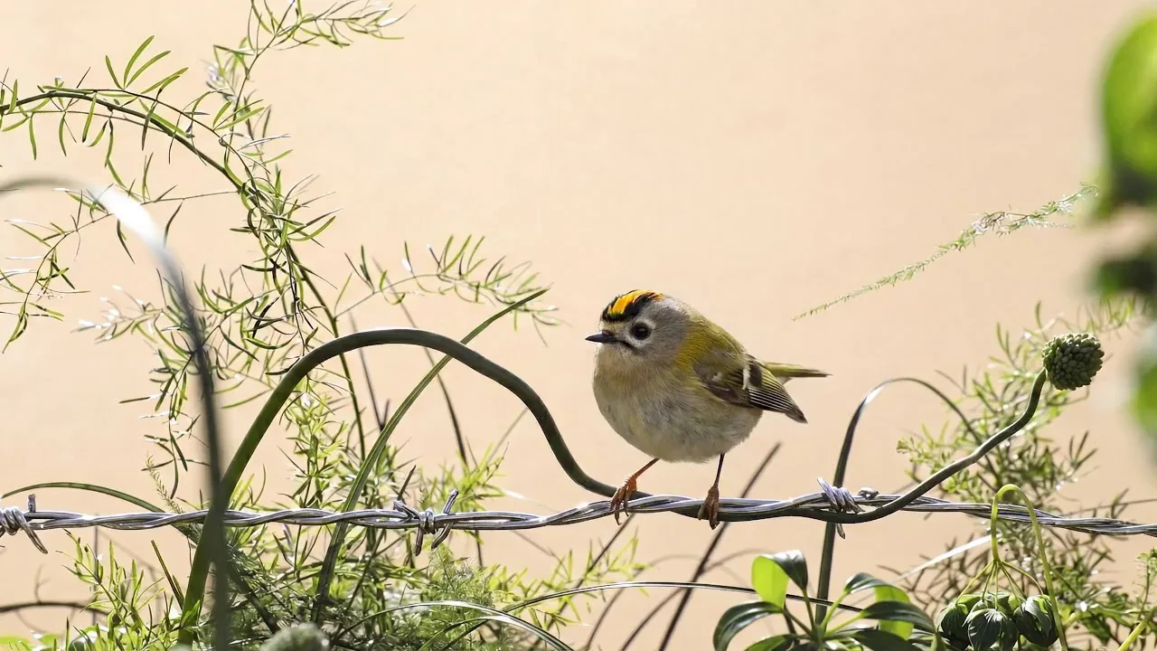 Songly, In the Tangle