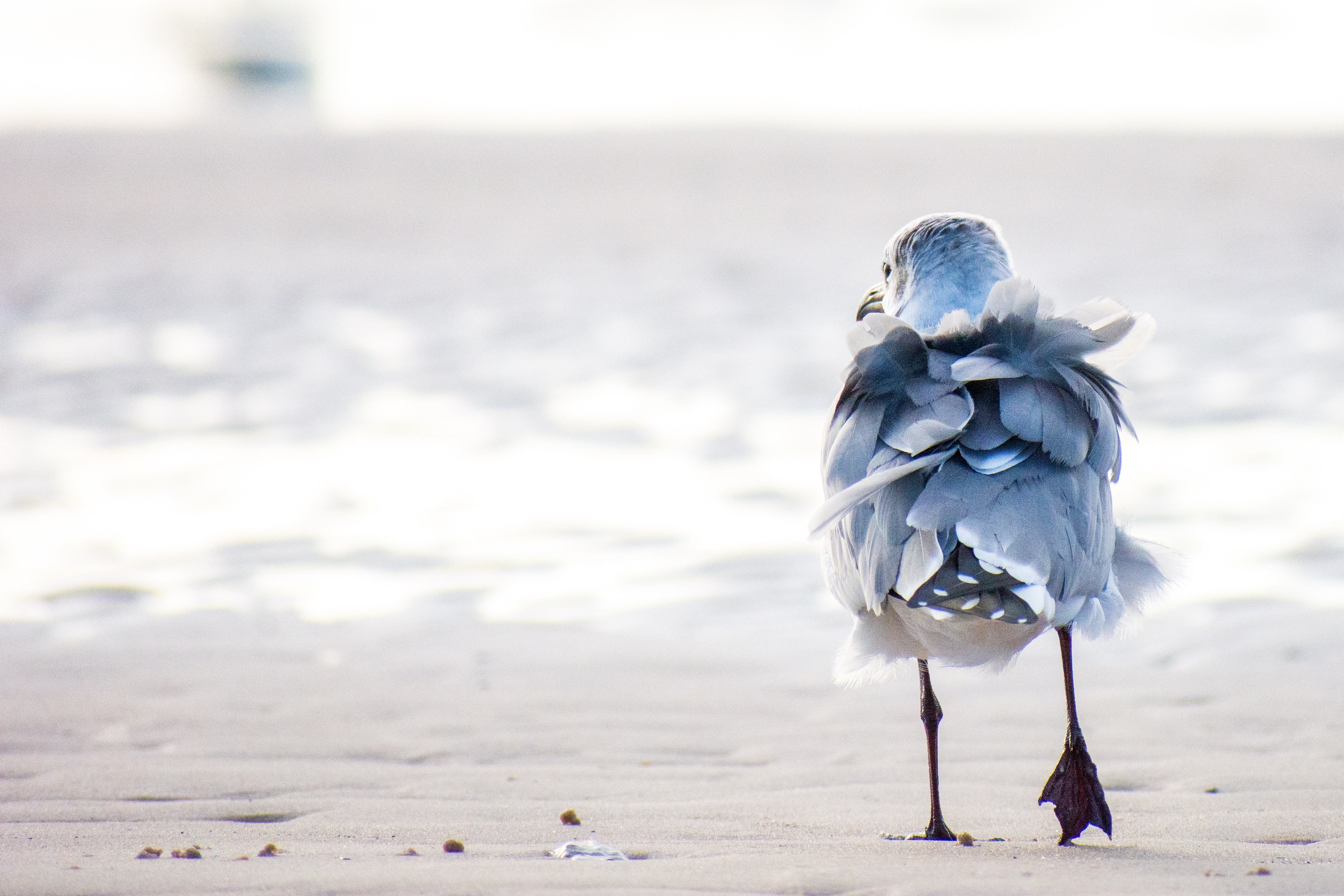 Morning Stroll