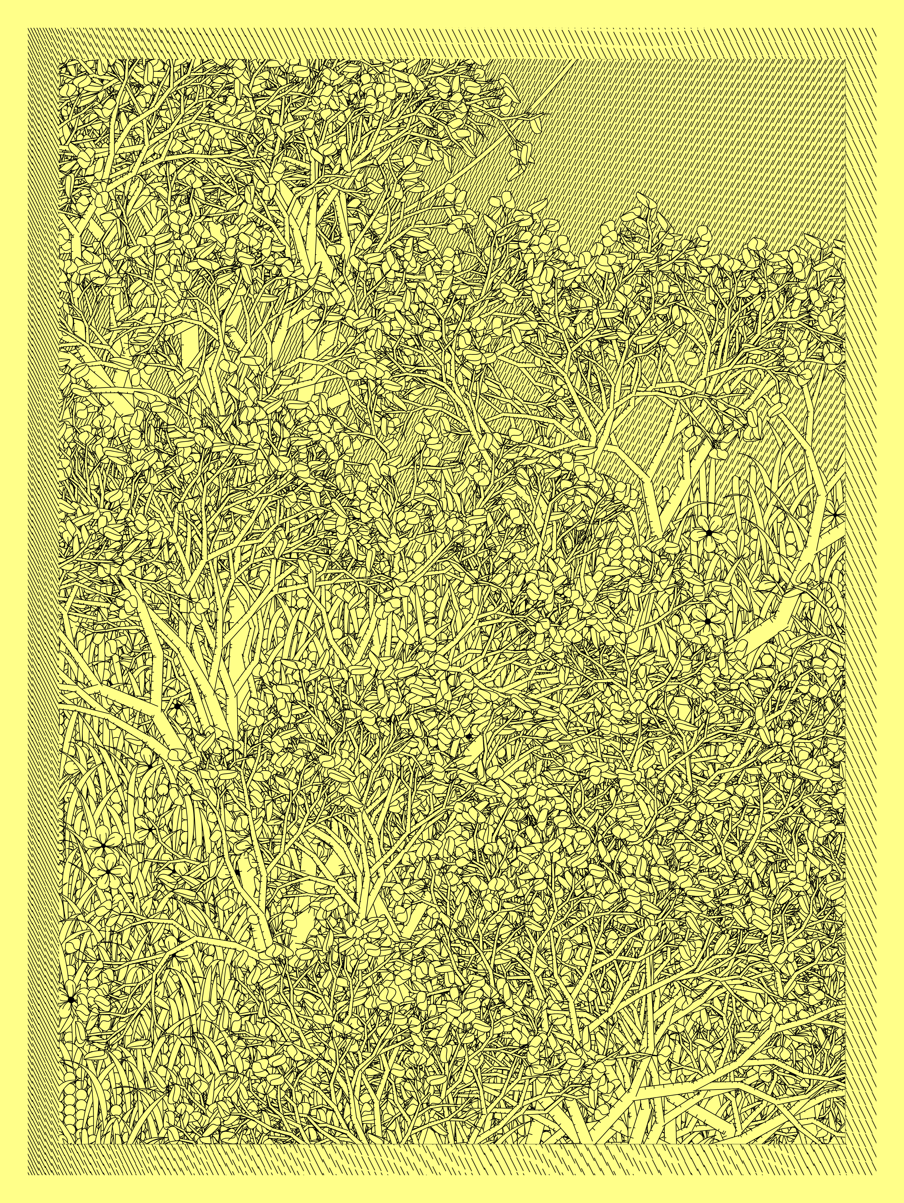 Entangled #411
