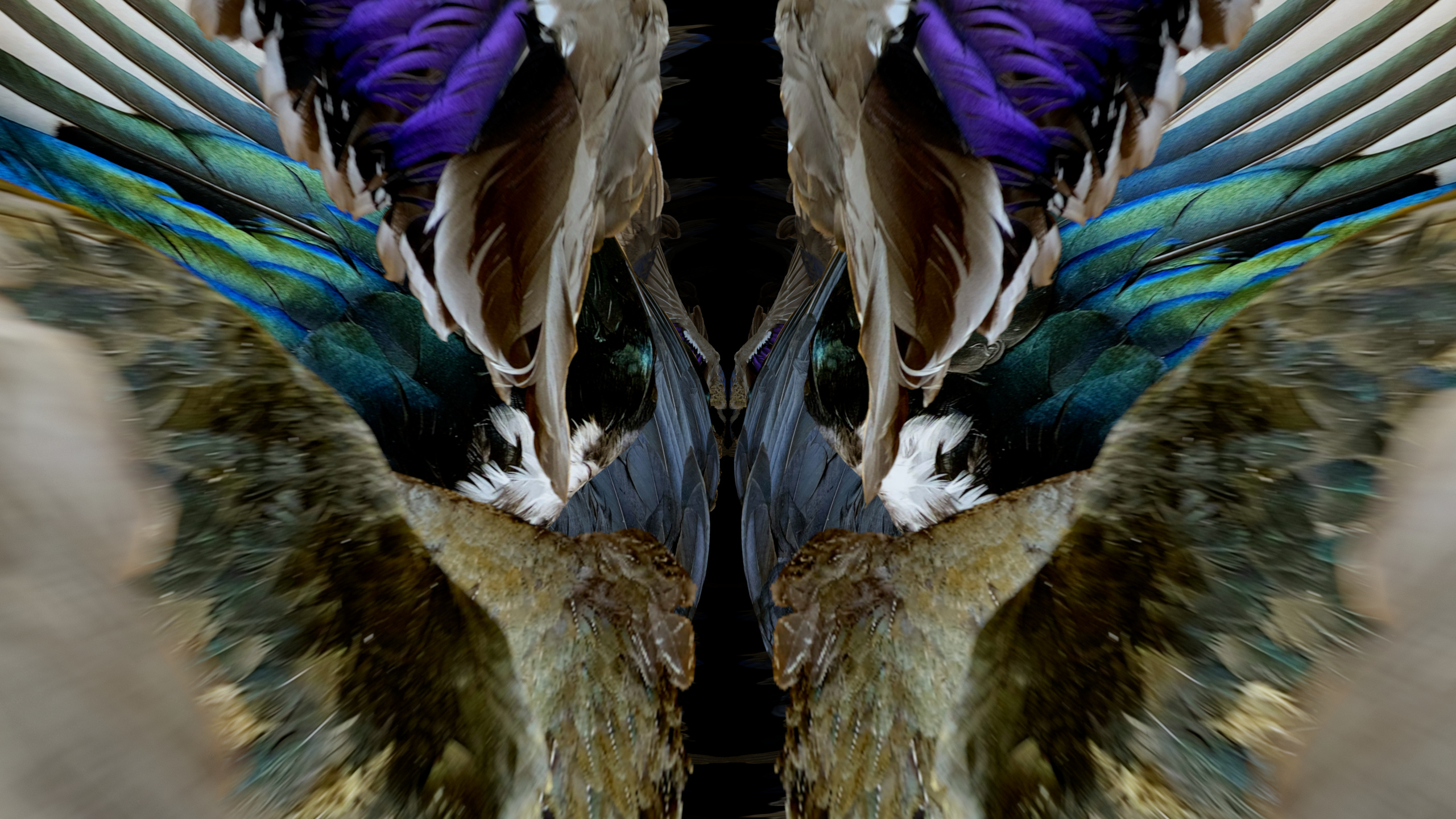 Fuga delle Sirene X