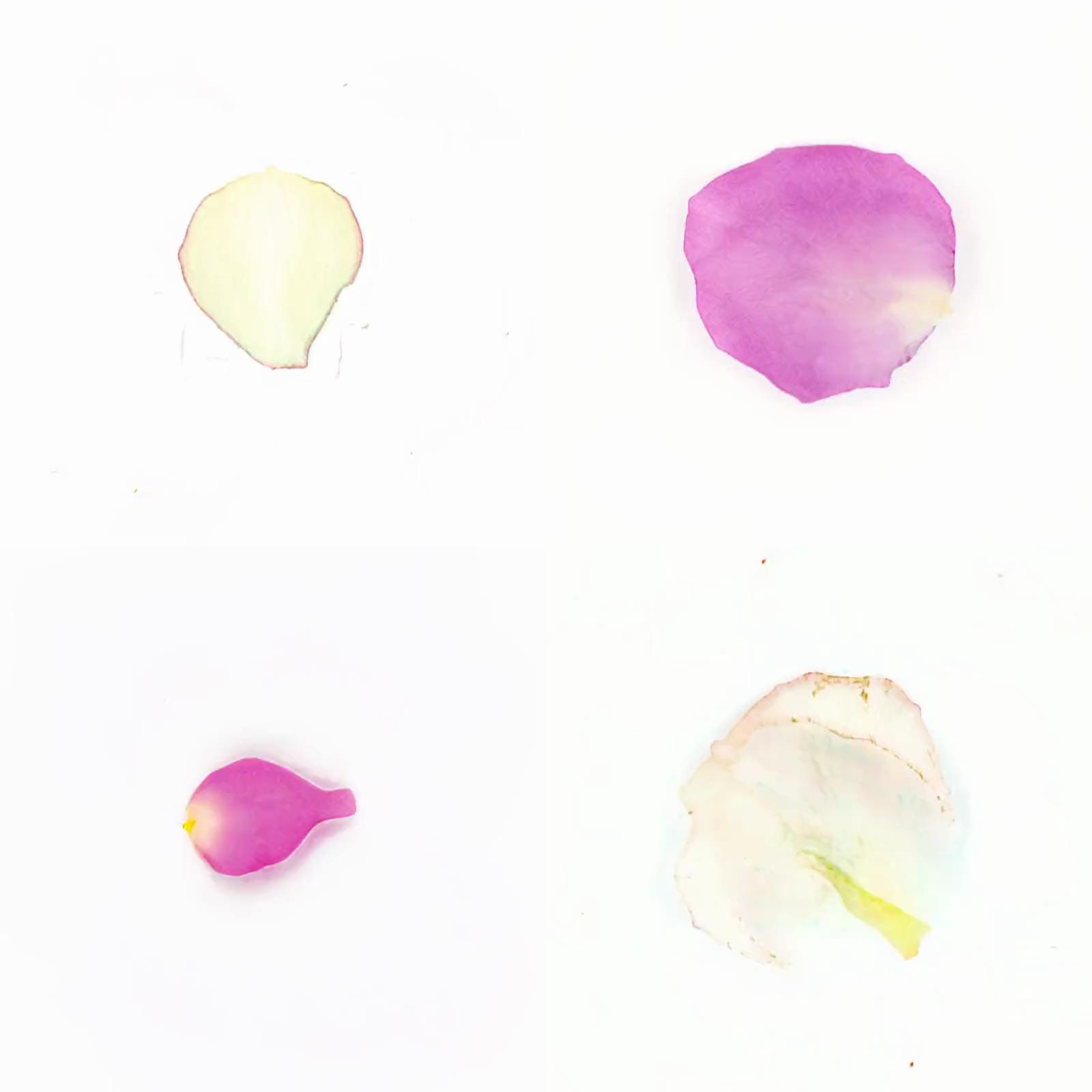 Infinite Petals 2x2#3206