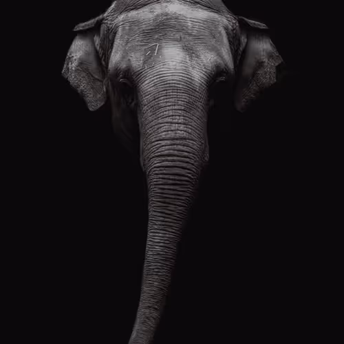 WILD #6